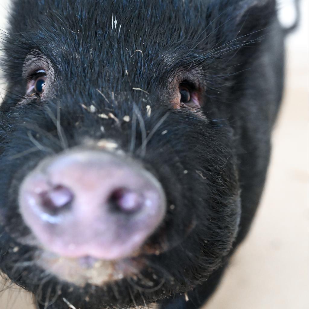 Enlarge Stubbles, a Adoptable Vietnamese Pot Bellied in Asheville, NC image 2/3