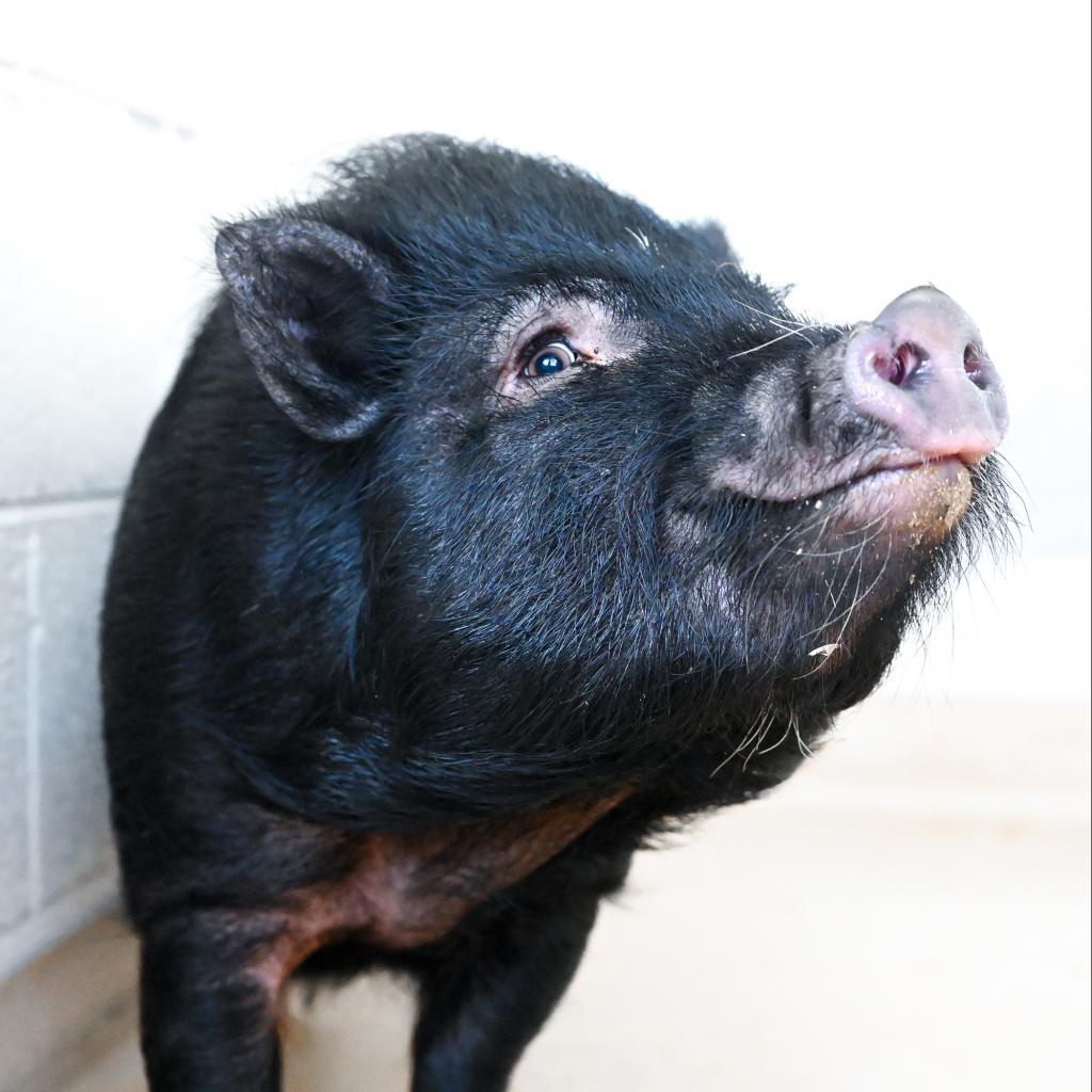 Enlarge Stubbles, a Adoptable Vietnamese Pot Bellied in Asheville, NC image 3/3