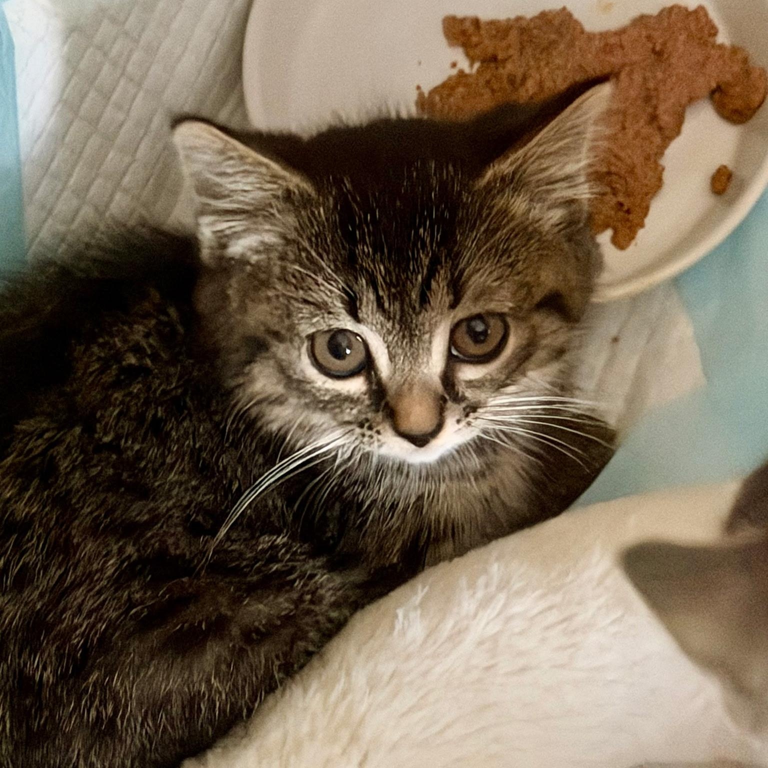 Enlarge Josie -sister of Julia, a ADOPTABLE Domestic Short Hair in Clifton, NJ image 1/6