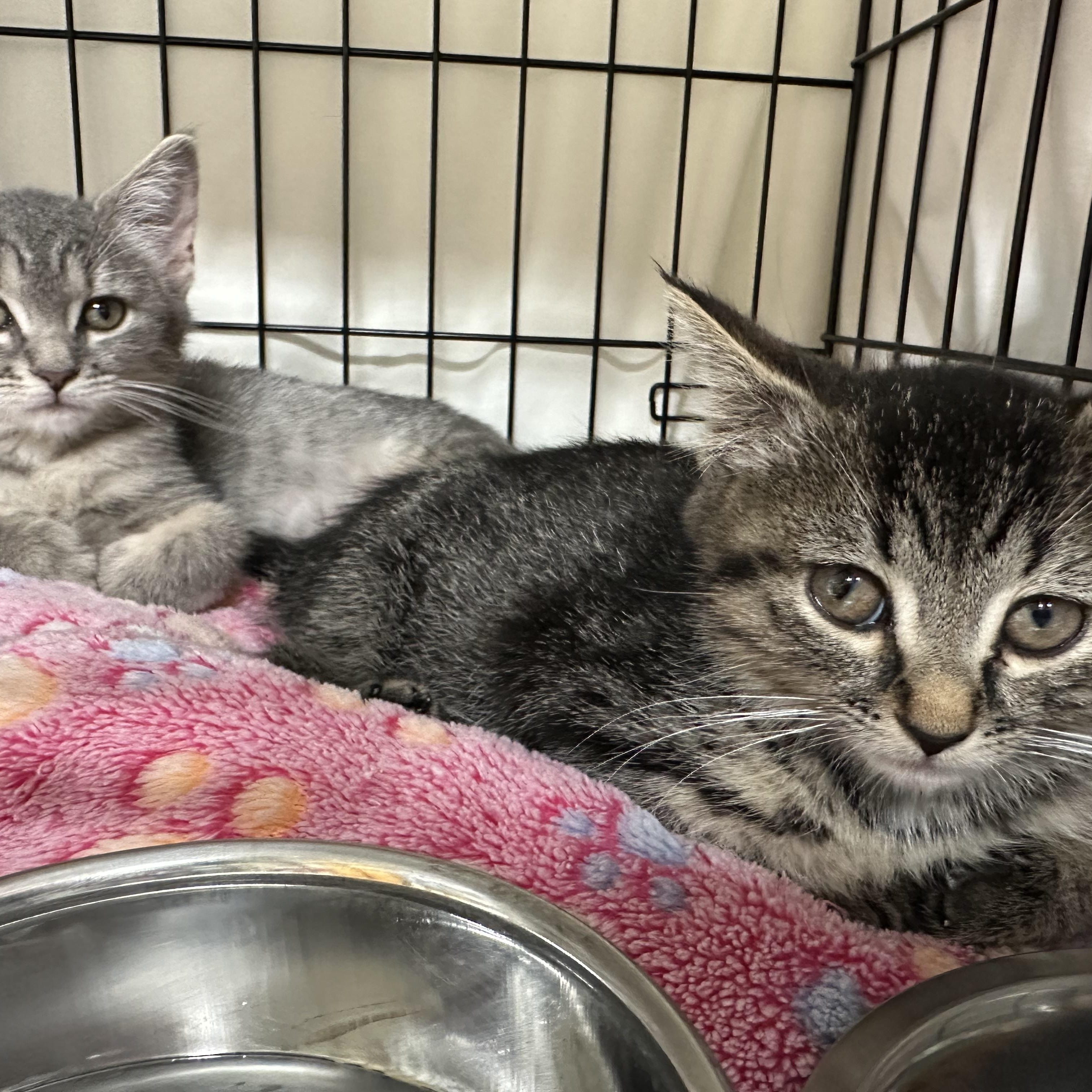 Enlarge Josie -sister of Julia, a ADOPTABLE Domestic Short Hair in Clifton, NJ image 6/6
