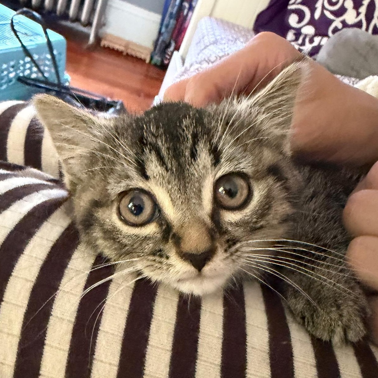 Enlarge Josie -sister of Julia, a ADOPTABLE Domestic Short Hair in Clifton, NJ image 2/6