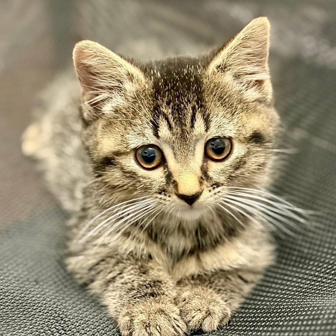 Enlarge Josie -sister of Julia, a ADOPTABLE Domestic Short Hair in Clifton, NJ image 4/6