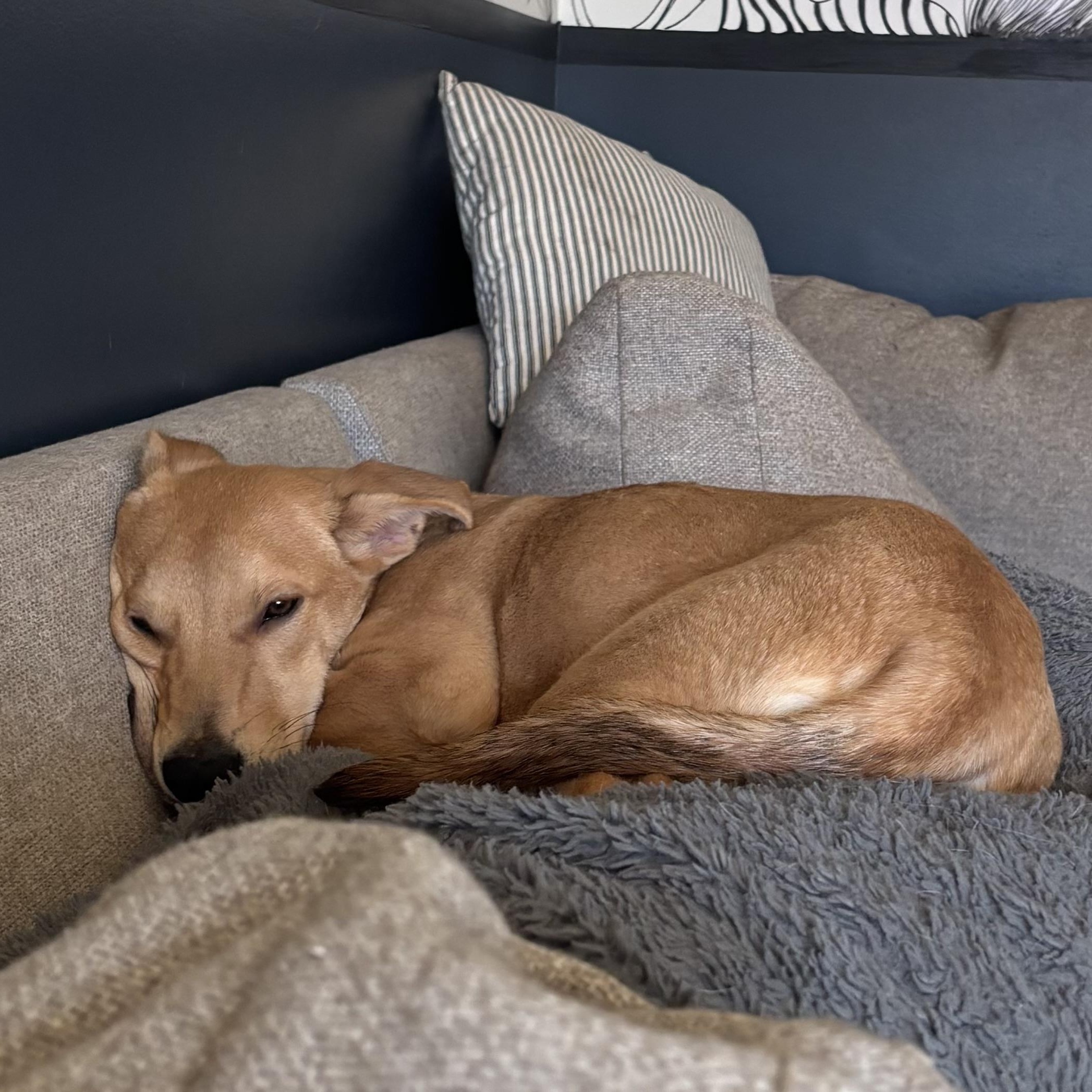 Enlarge Puddin', a Adoptable mixed breed in KITCHENER, ON image 2/5