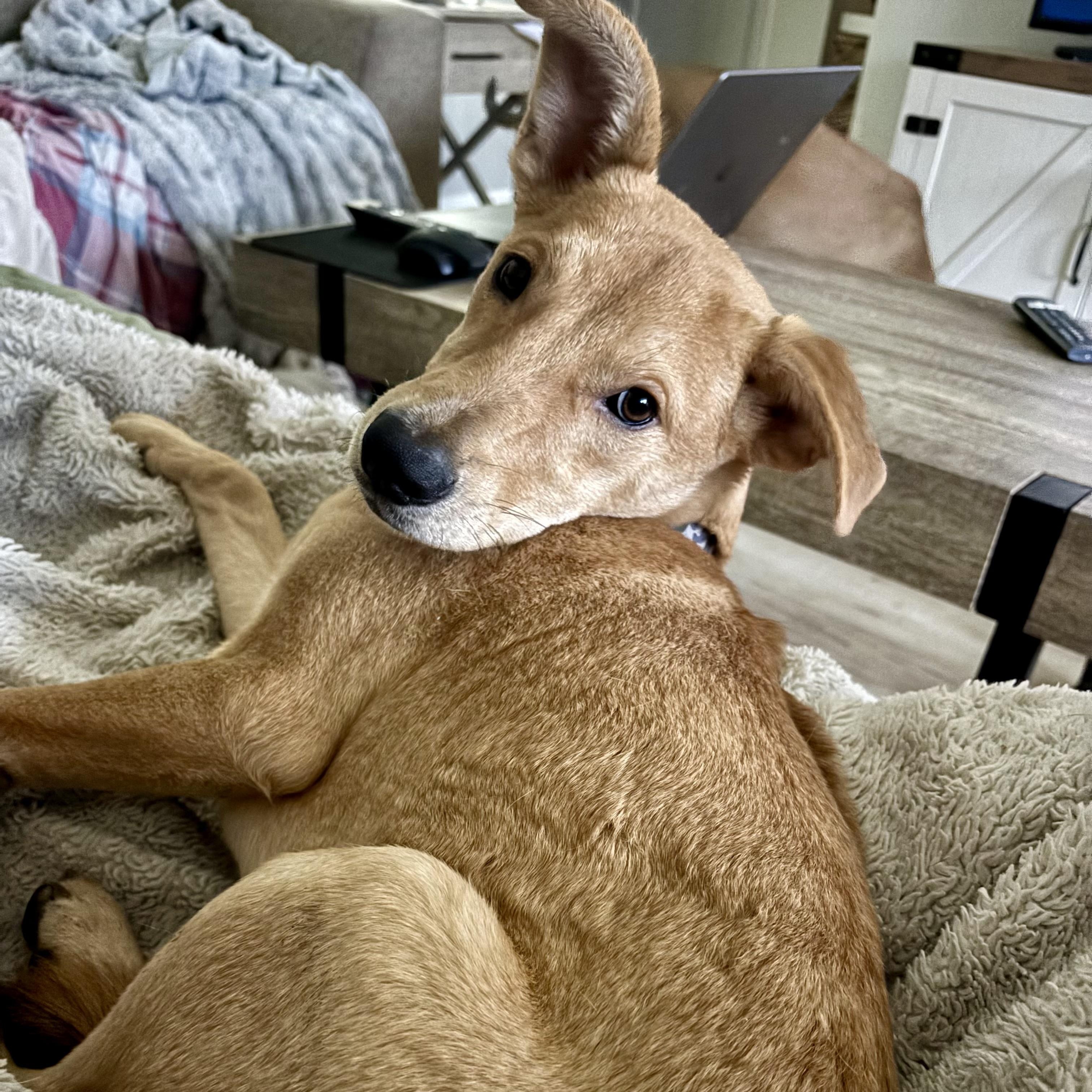 Puddin', Adoptable, Young Male Chihuahua.