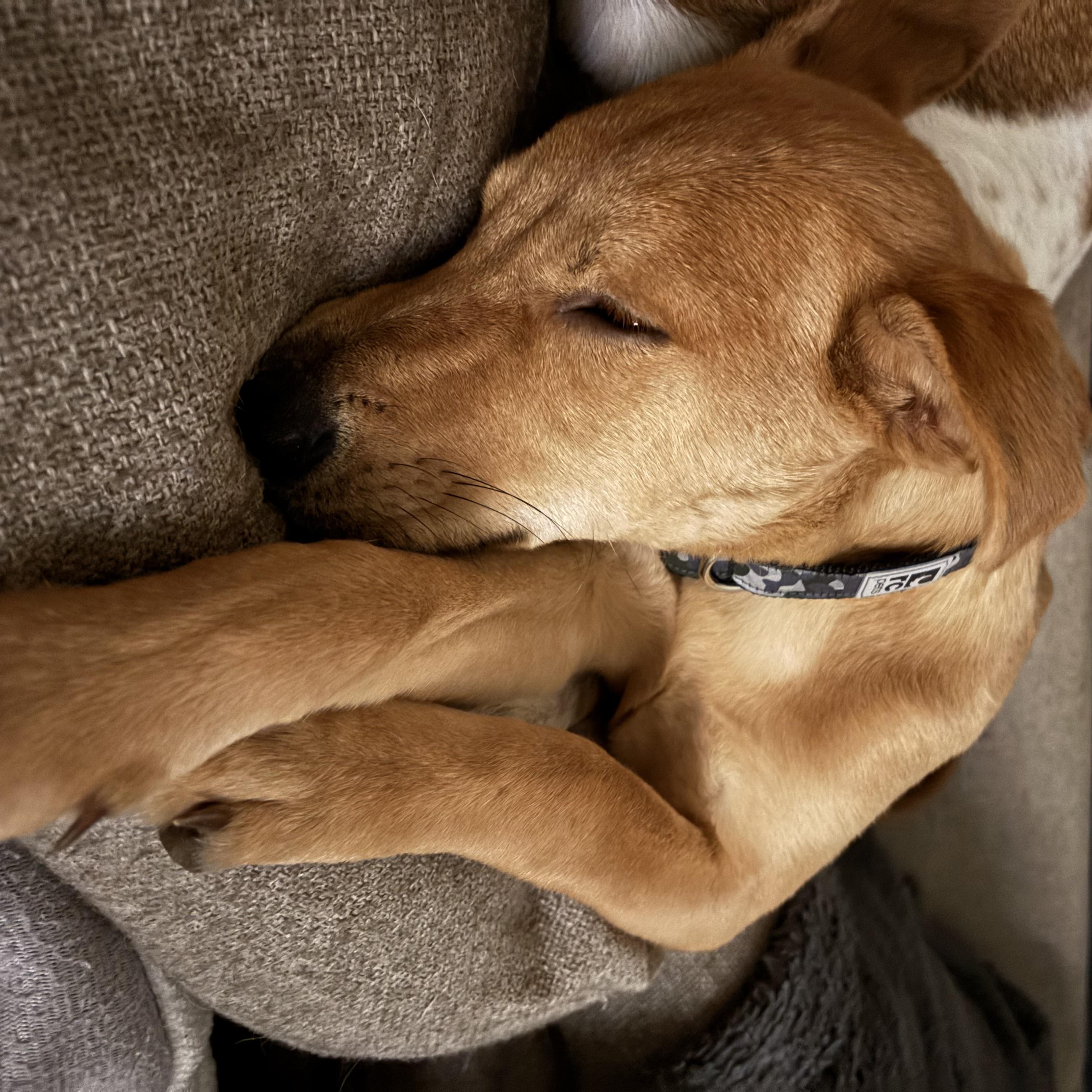 Enlarge Puddin', a Adoptable mixed breed in KITCHENER, ON image 4/5
