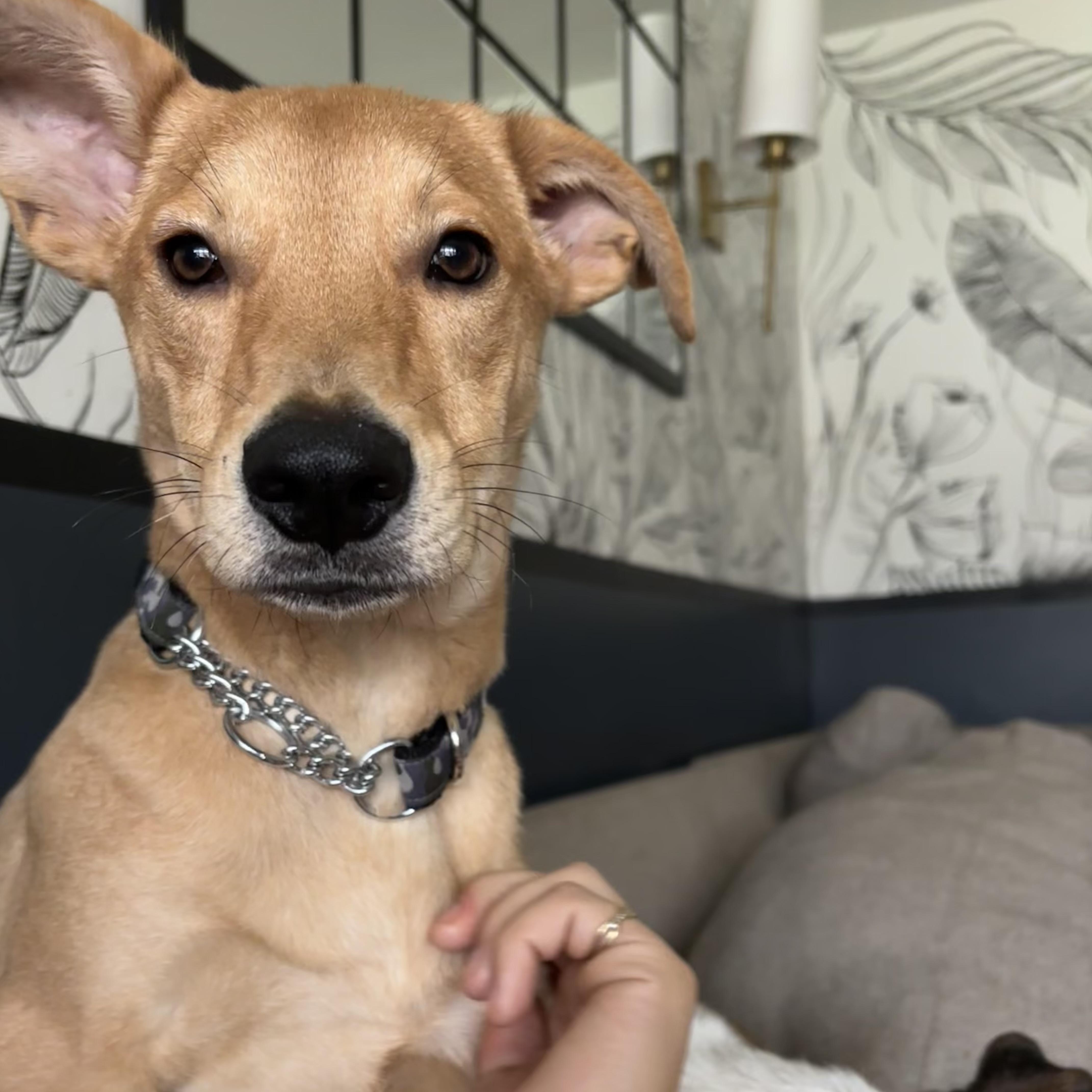 Enlarge Puddin', a Adoptable mixed breed in KITCHENER, ON image 3/5