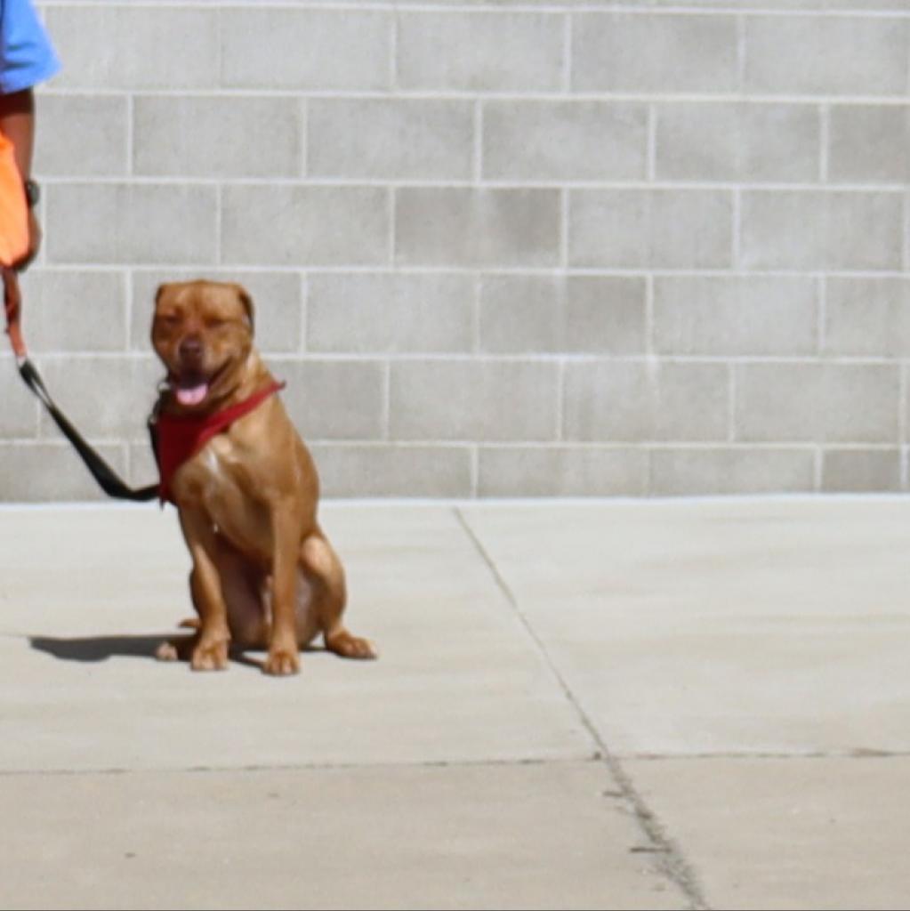 Red, Adoptable, Adult Male Mastiff & Mixed Breed.