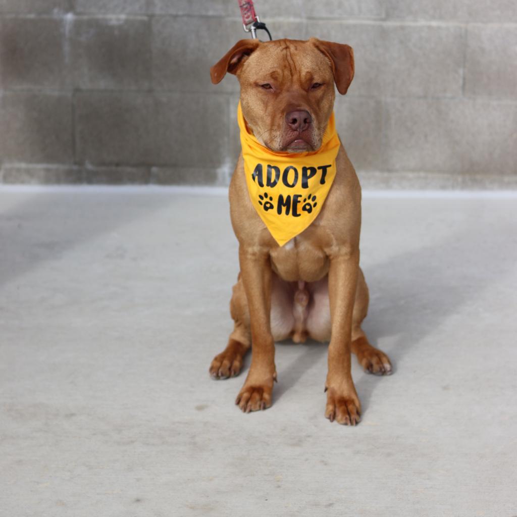 Enlarge Red, a Adoptable mixed breed in Ione, CA image 1/3