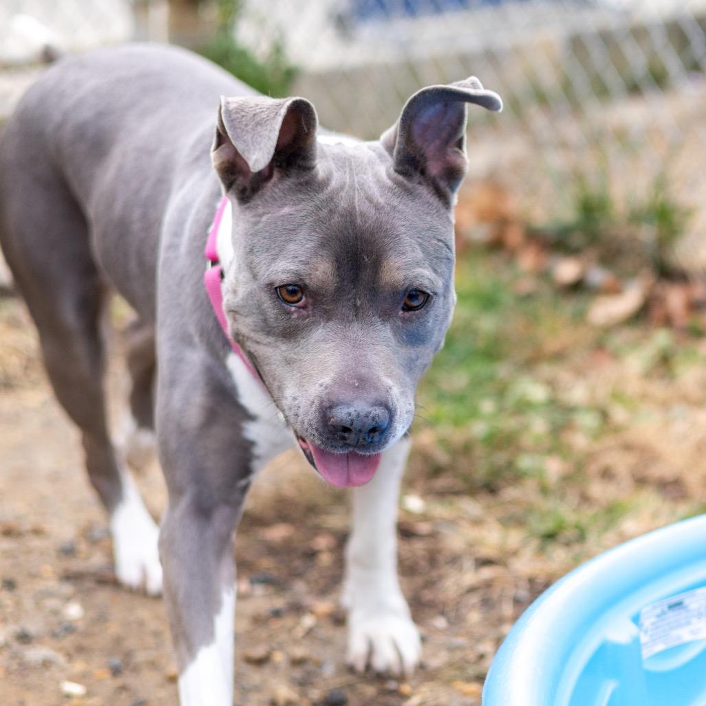 Bleu, Adoptable, Adult Female Pit Bull Terrier.