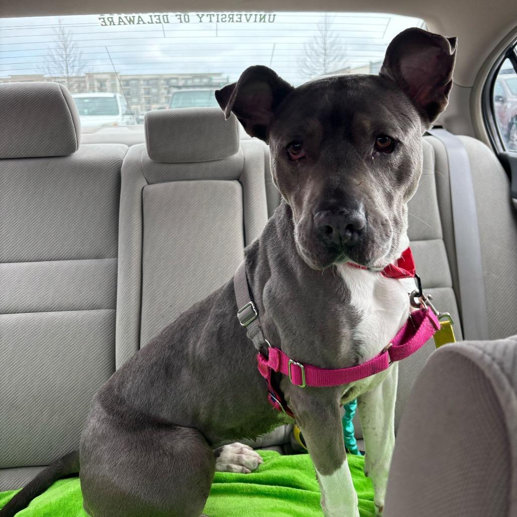 Enlarge Bleu, a Adoptable Pit Bull Terrier in Wilmington, DE image 5/6