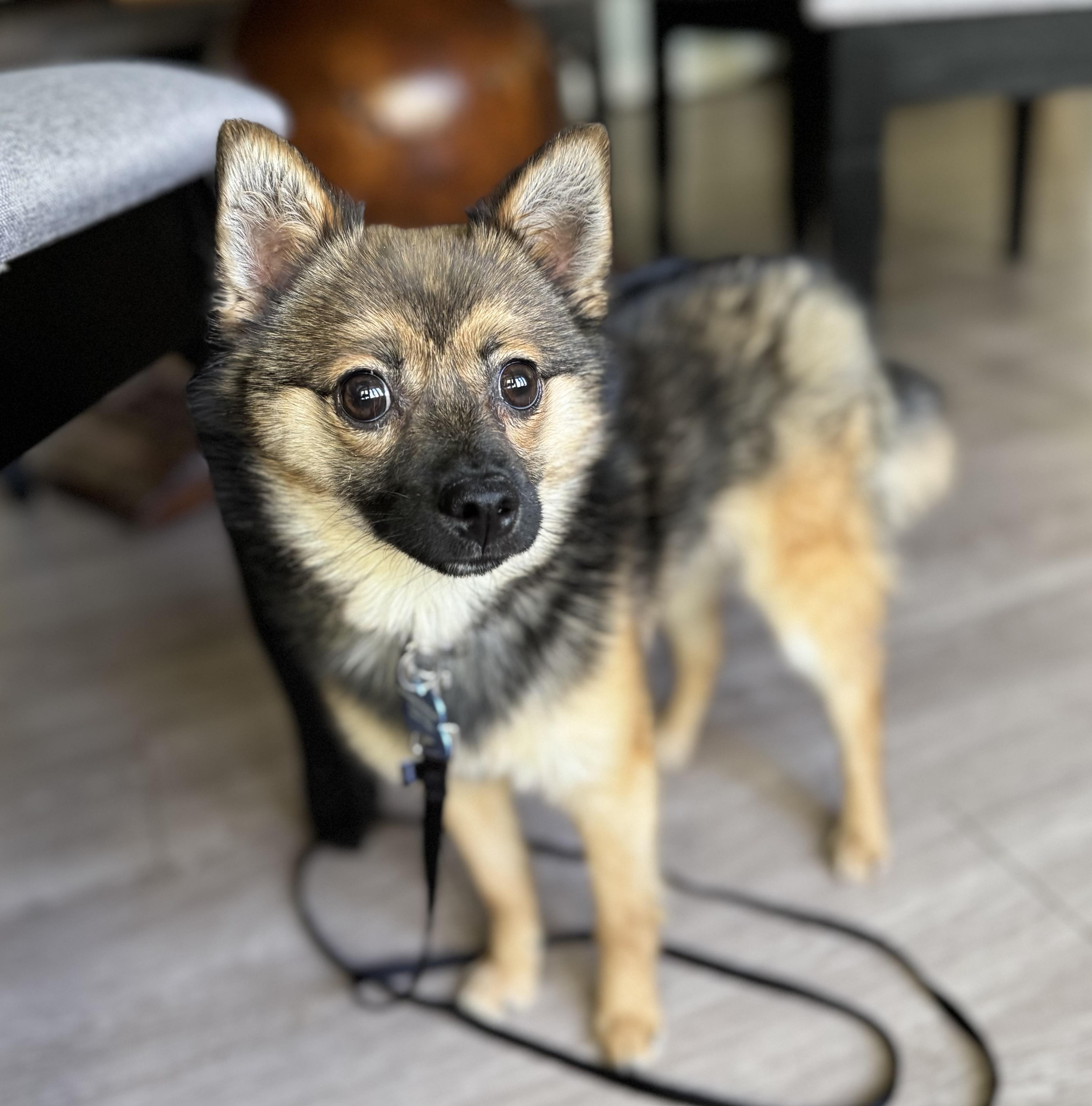 Milo , an adopted mixed breed in Grosse Pointe Park, MI image 4/6