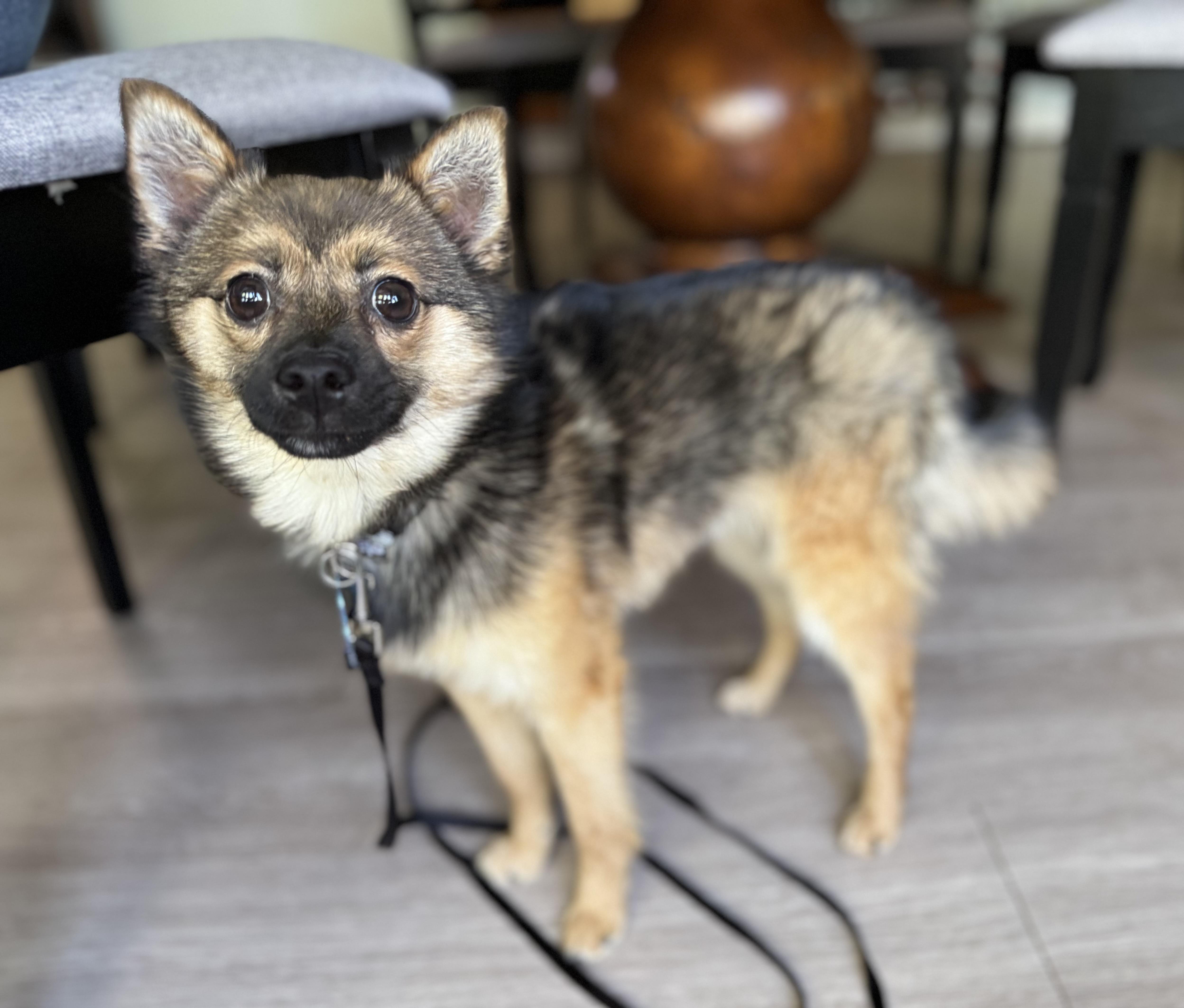 Milo , an adopted mixed breed in Grosse Pointe Park, MI image 2/6
