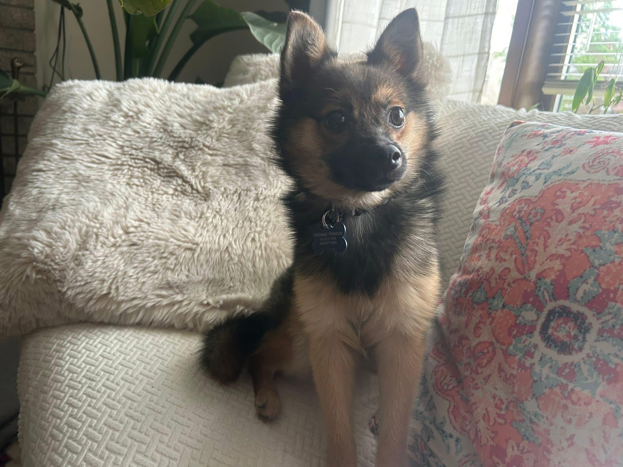 Milo , an adopted mixed breed in Grosse Pointe Park, MI image 3/6