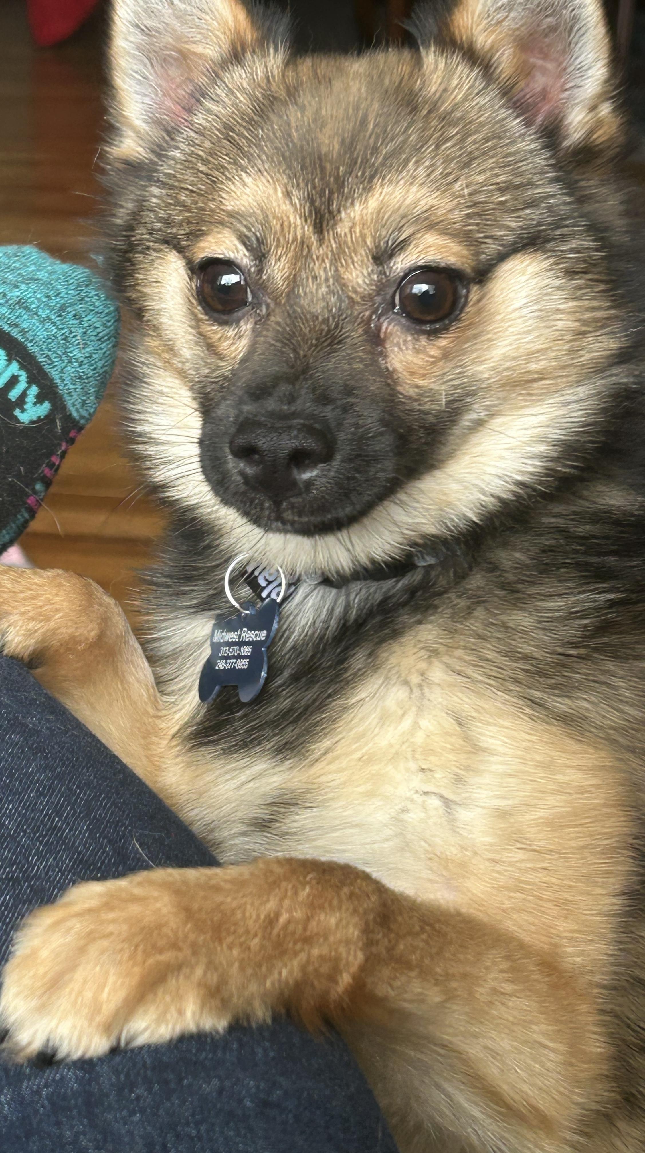 Milo , an adopted mixed breed in Grosse Pointe Park, MI image 5/6