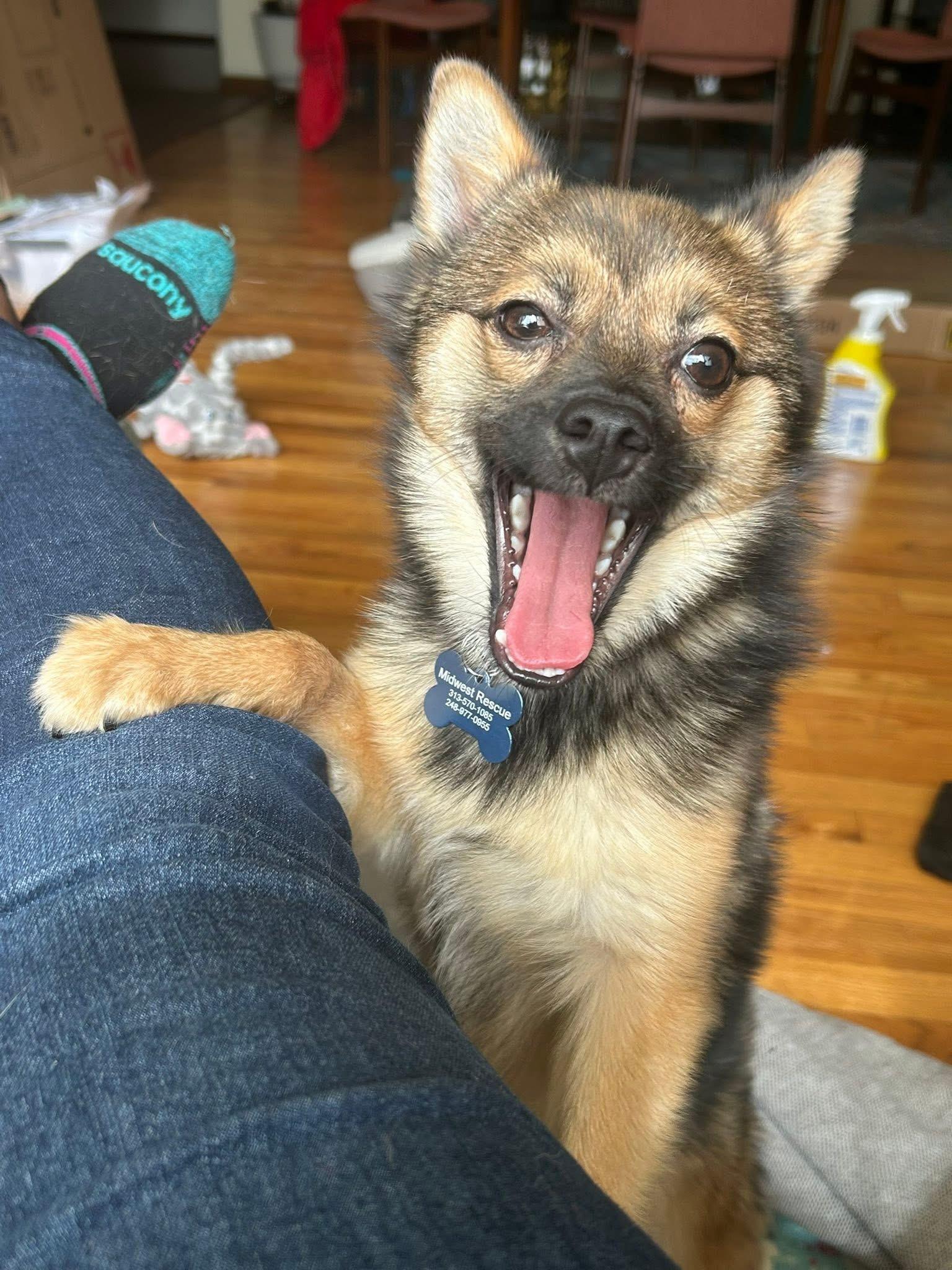 Milo , an adopted mixed breed in Grosse Pointe Park, MI image 6/6