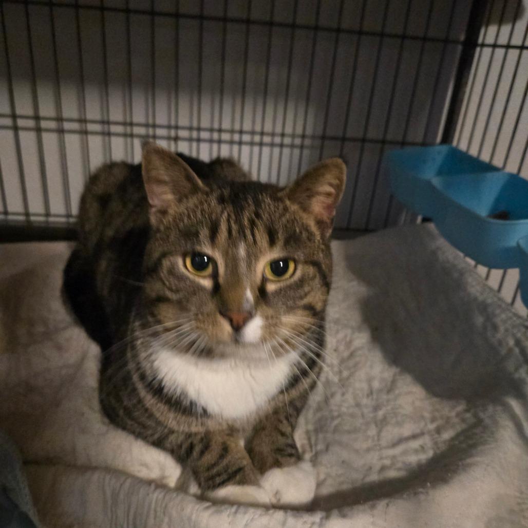 Boots, Adoptable, Adult Male Domestic Short Hair.