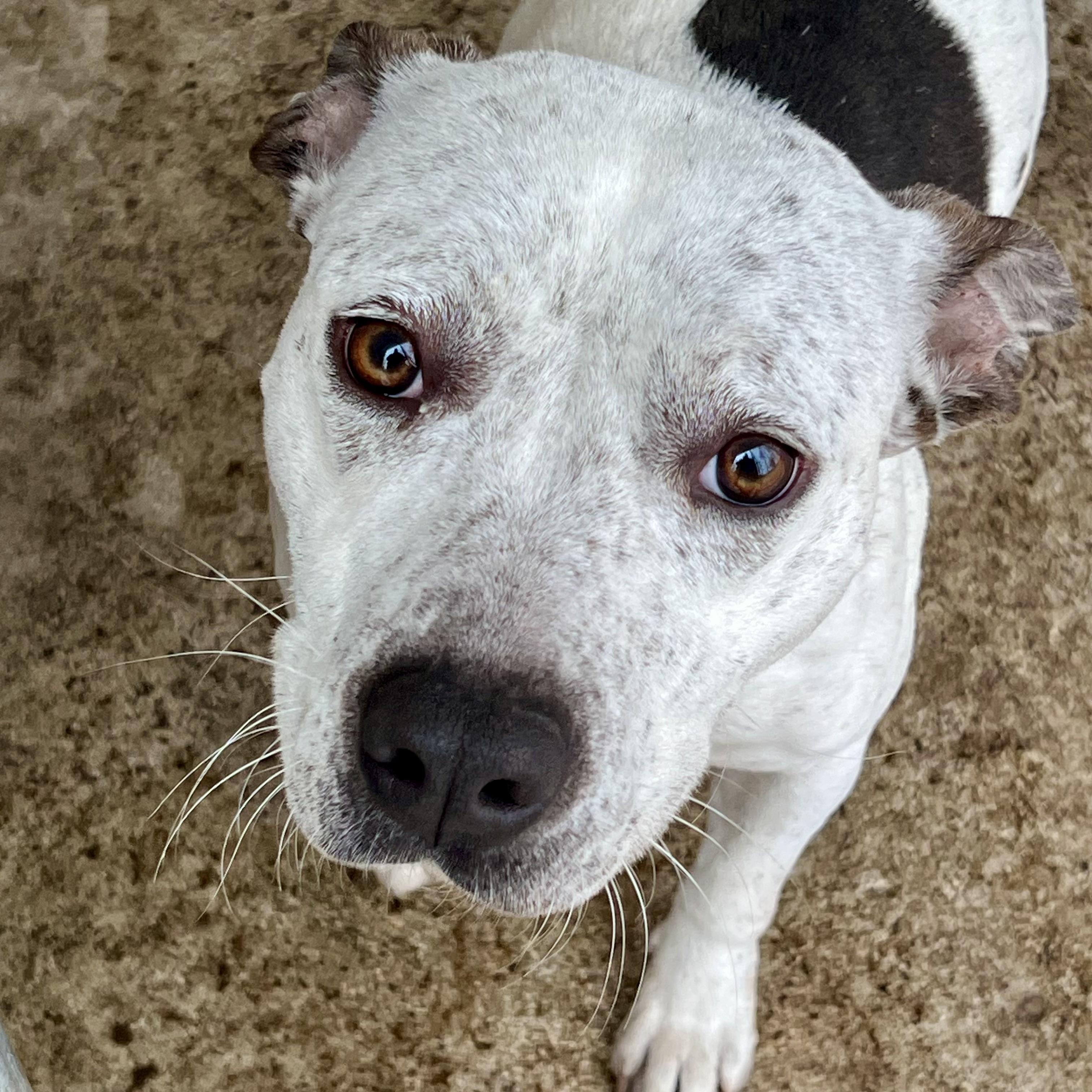 June, adoptable, Adult Female Pit Bull Terrier & American Staffordshire Terrier.