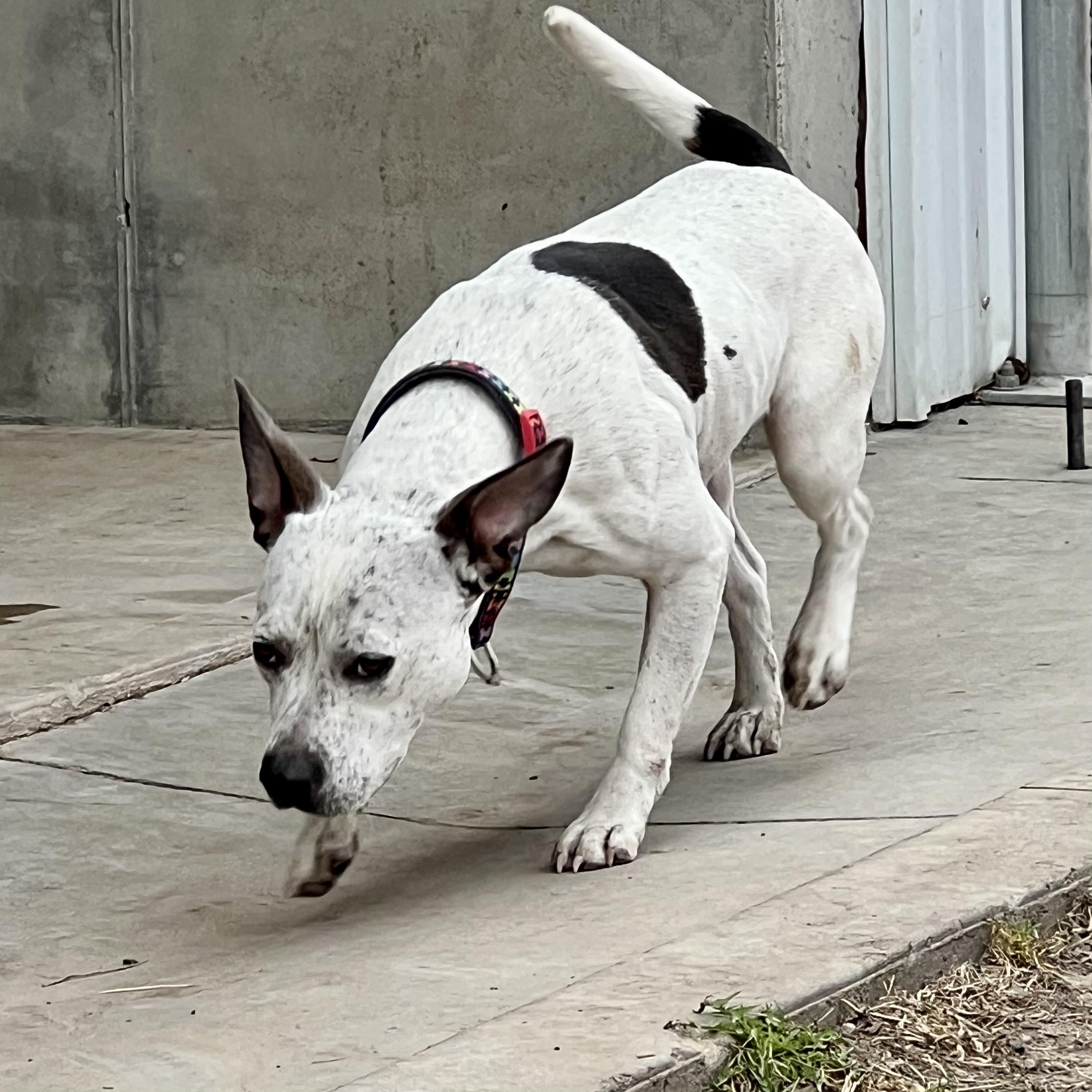 Enlarge June, an adoptable mixed breed in Albany, MO image 6/6