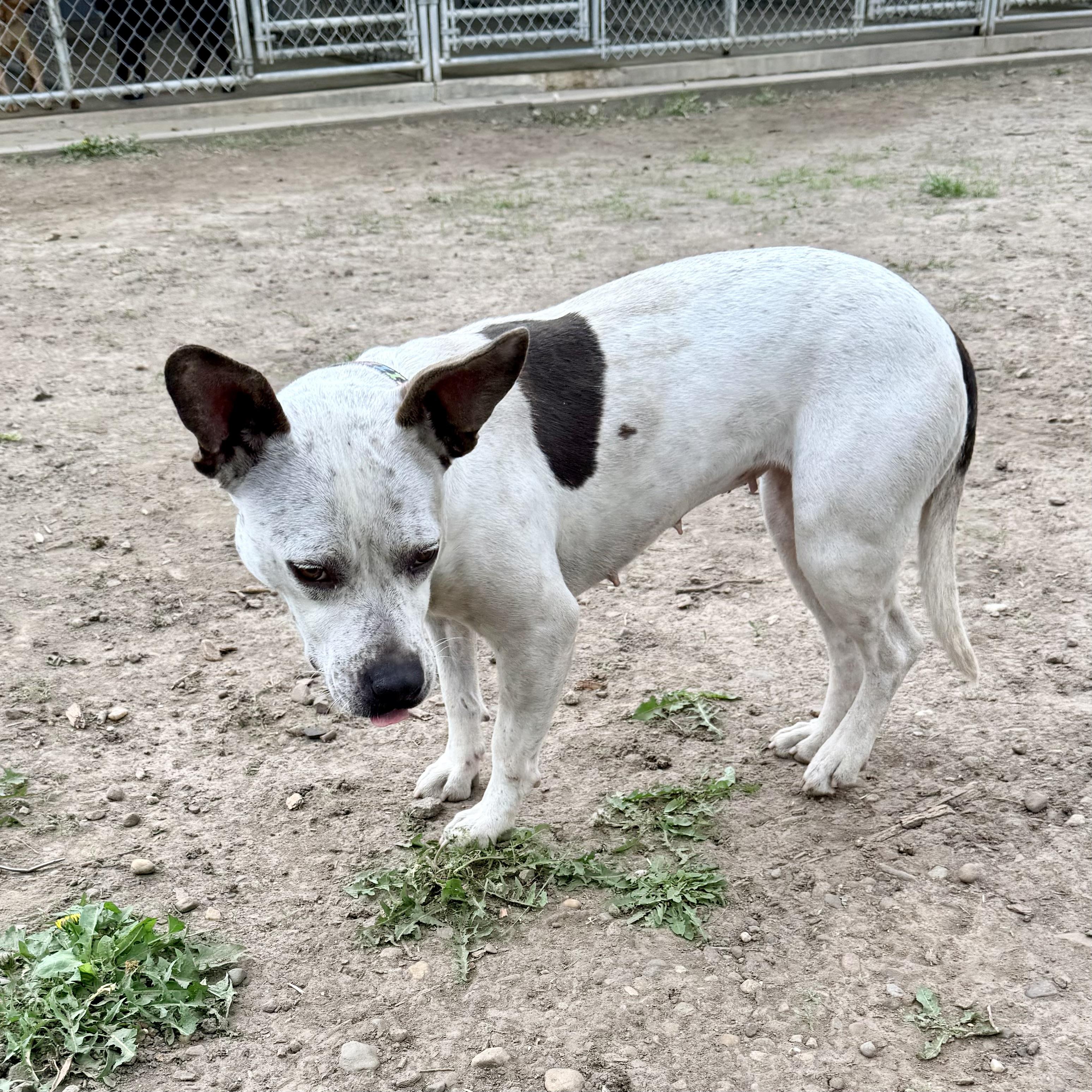 June, an adopted mixed breed in Albany, MO image 3/6