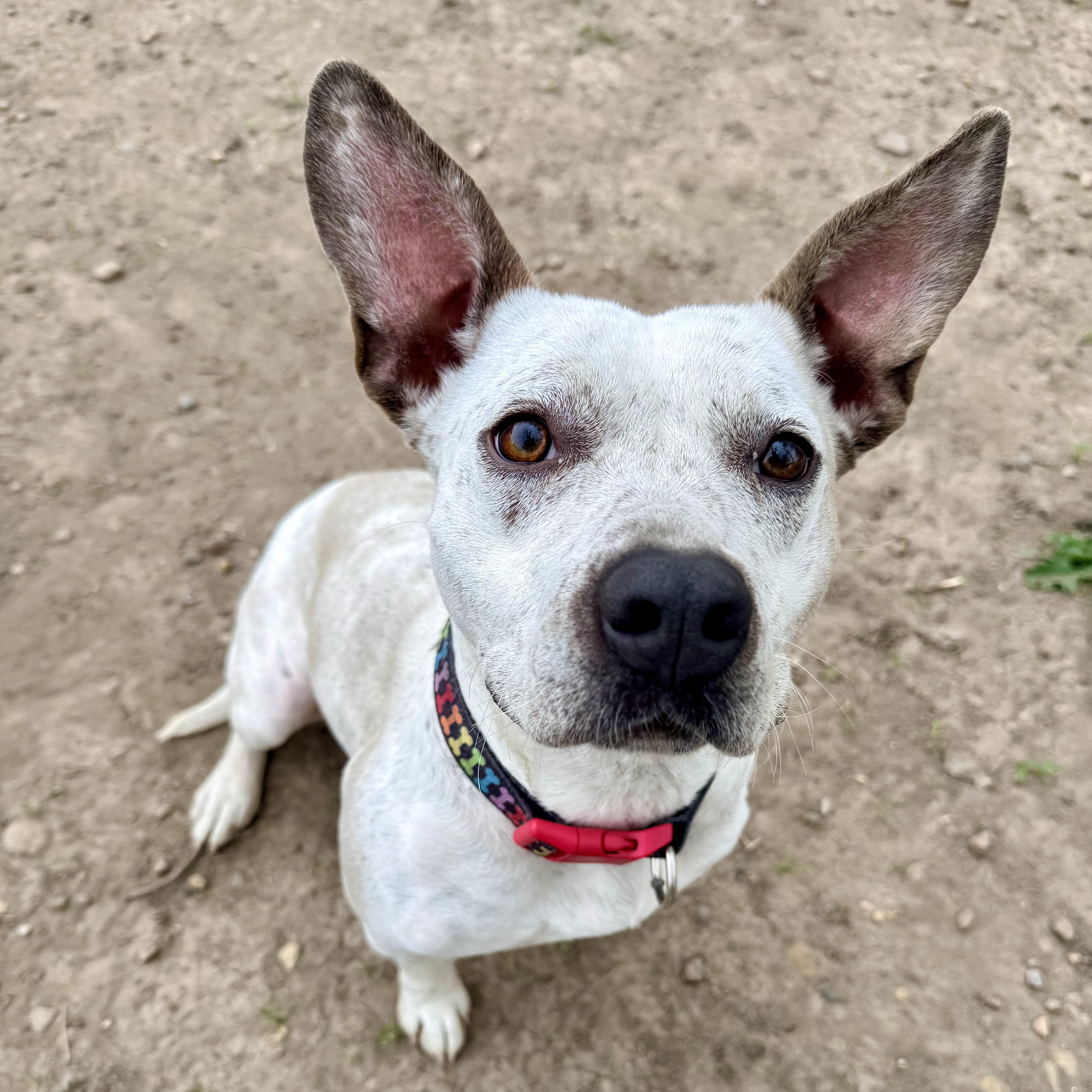 June, an adopted mixed breed in Albany, MO image 6/6