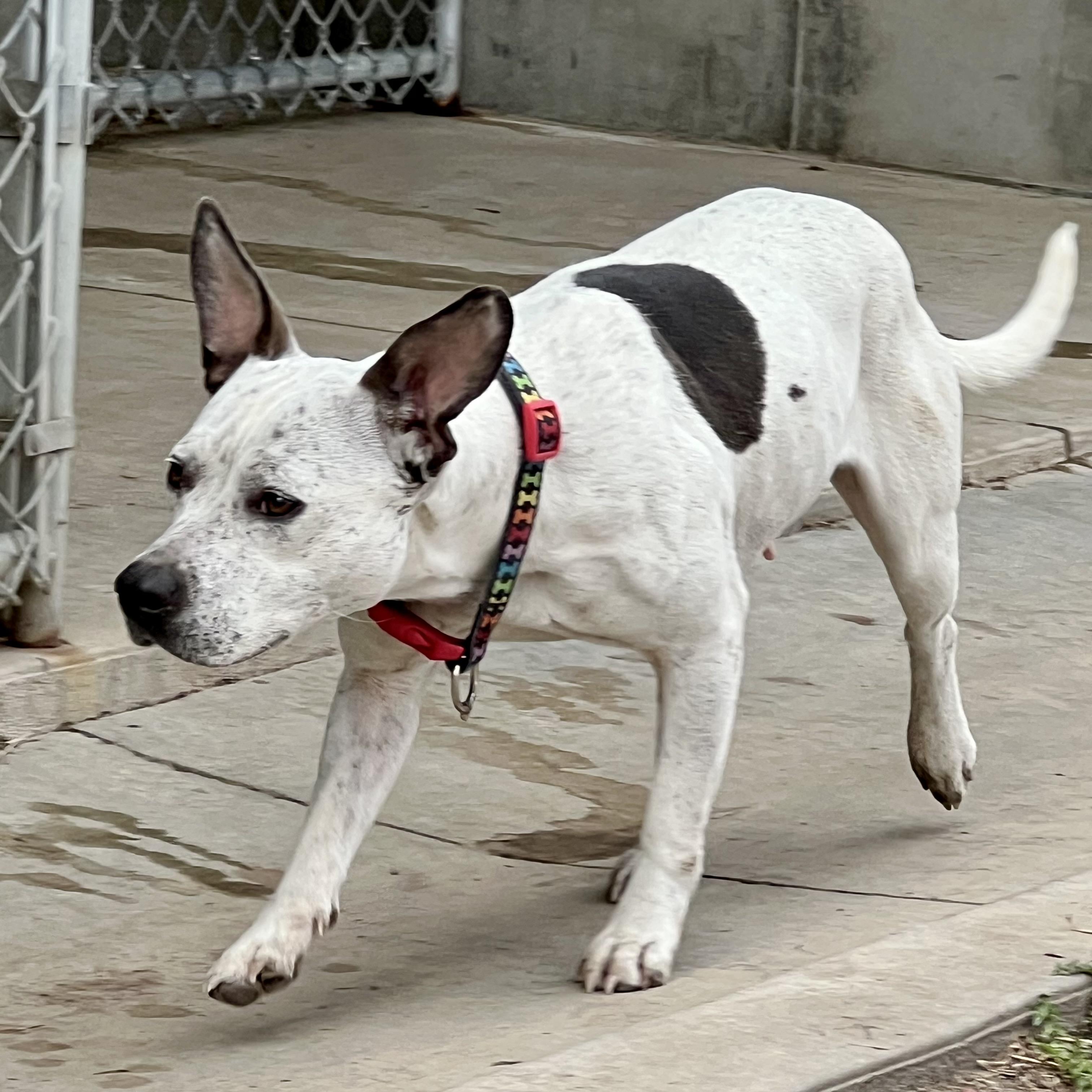 Enlarge June, an adoptable mixed breed in Albany, MO image 2/6