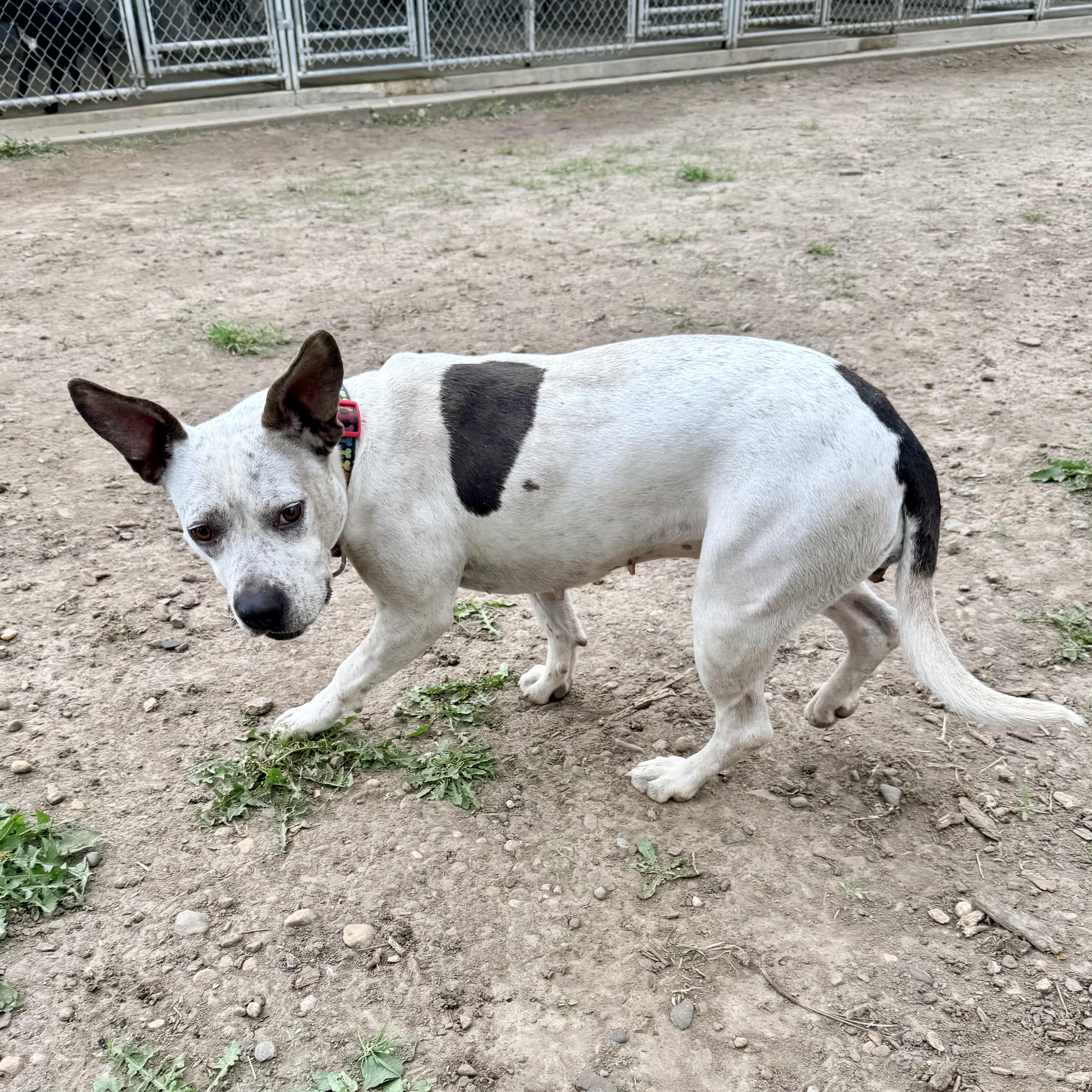 June, an adopted mixed breed in Albany, MO image 4/6