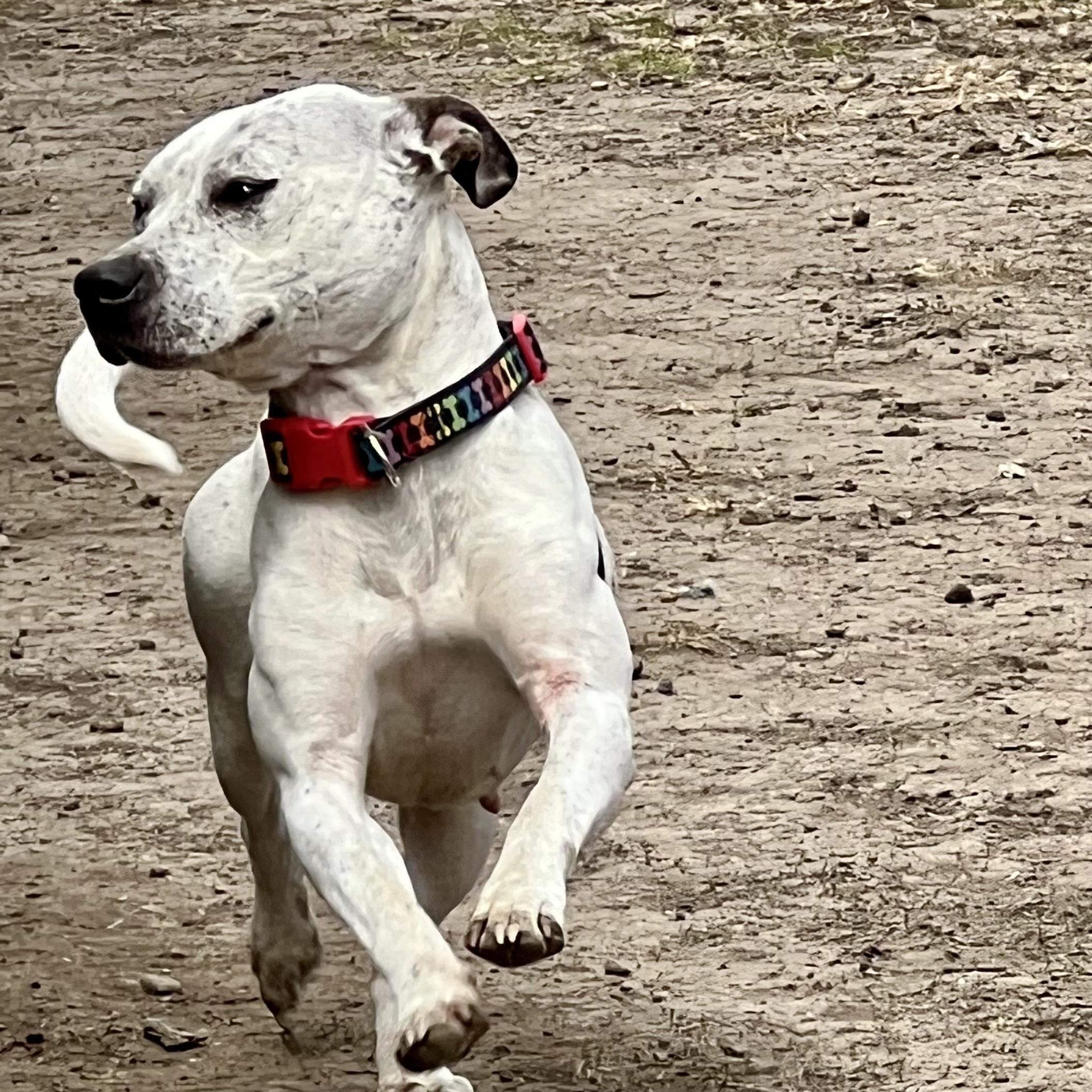Enlarge June, an adoptable mixed breed in Albany, MO image 5/6