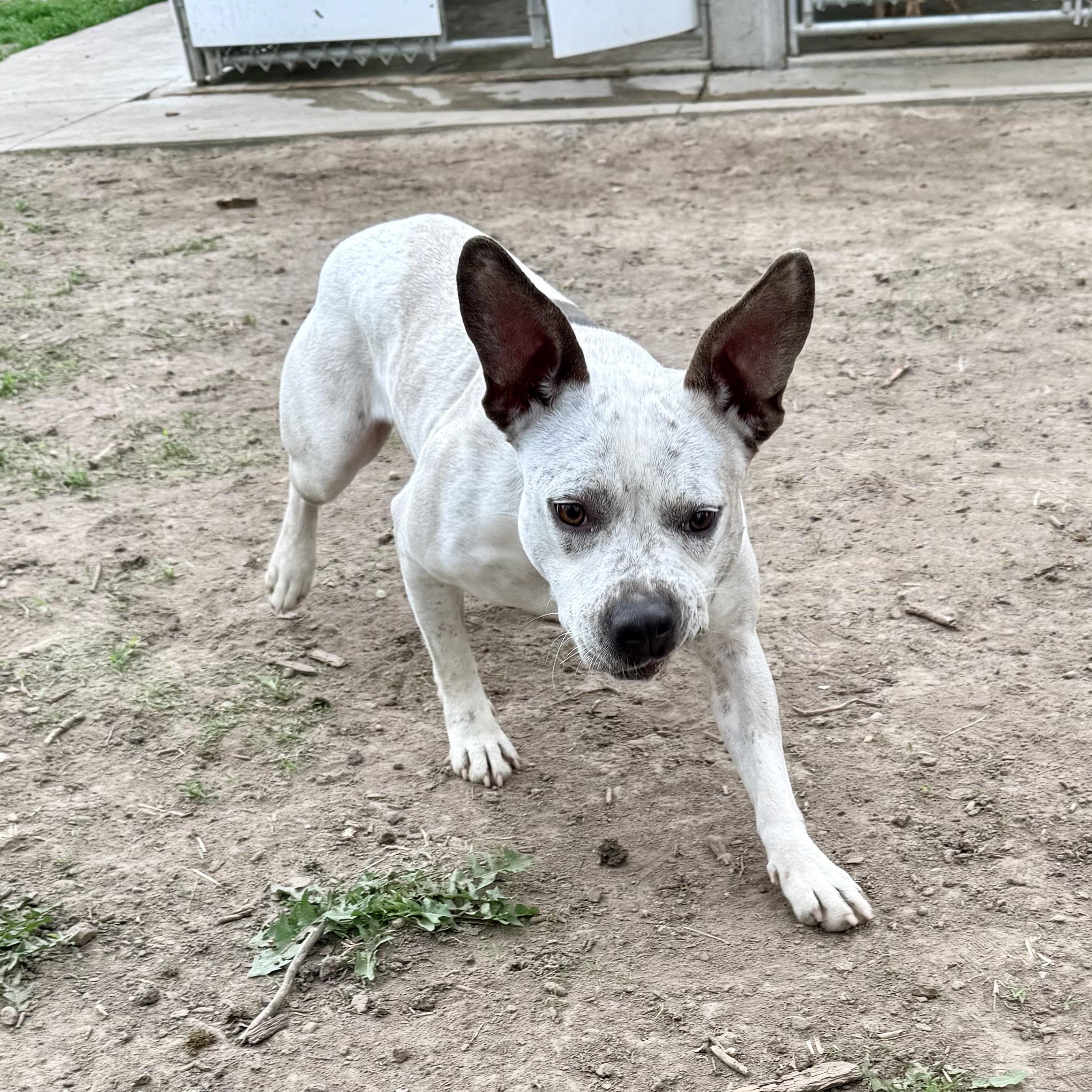 June, an adopted mixed breed in Albany, MO image 5/6
