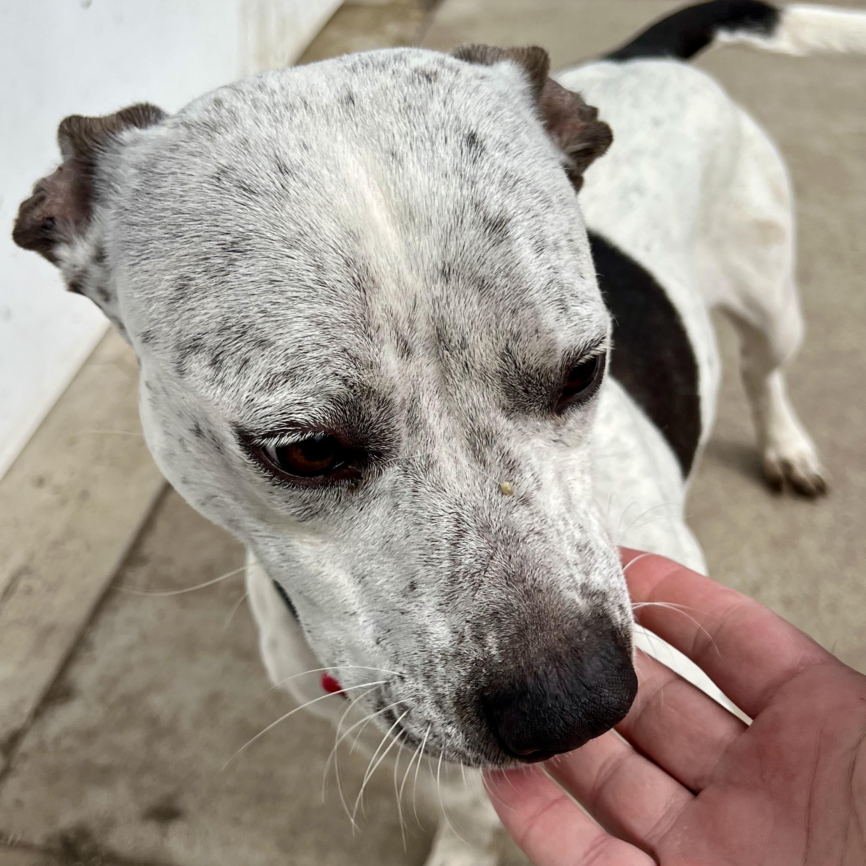 Enlarge June, an adoptable mixed breed in Albany, MO image 4/6