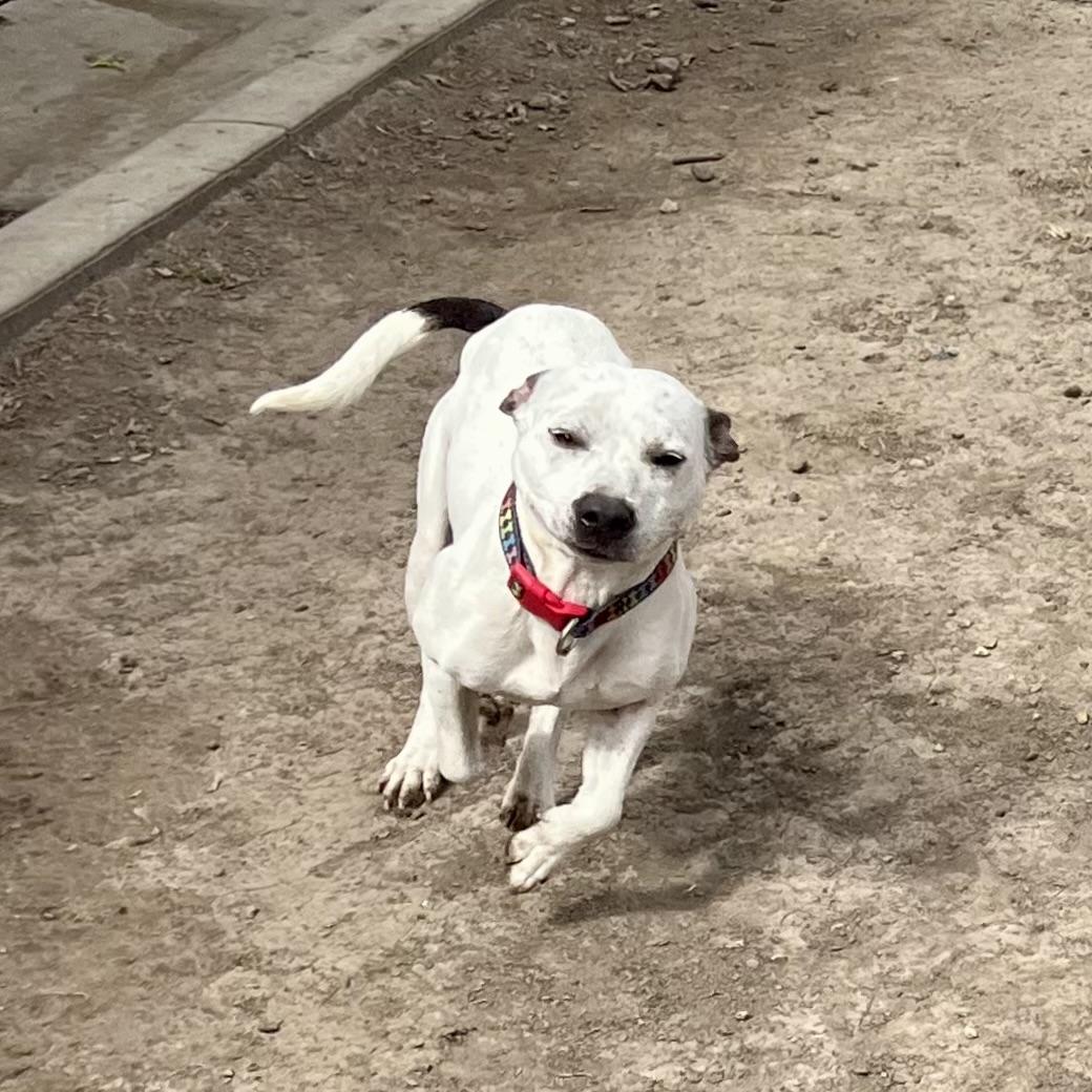Enlarge June, an adoptable mixed breed in Albany, MO image 3/6
