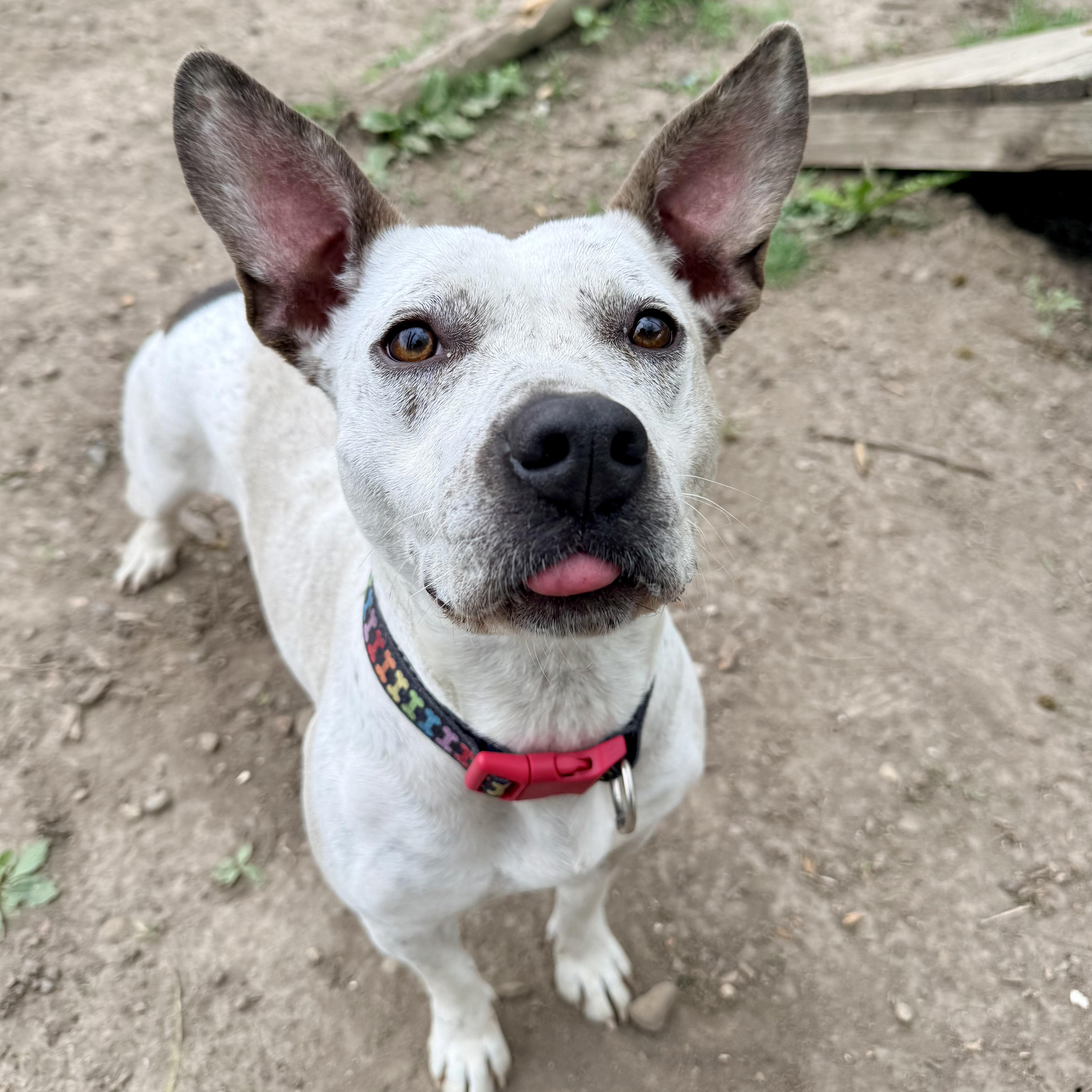 June, adopted, Adult Female Pit Bull Terrier & American Staffordshire Terrier.