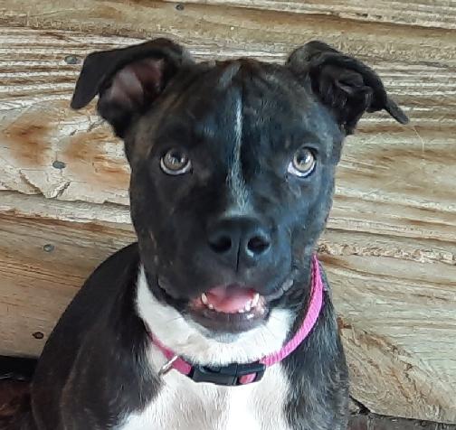 Enlarge Laurie, a Adoptable mixed breed in Lafayette, LA image 1/6