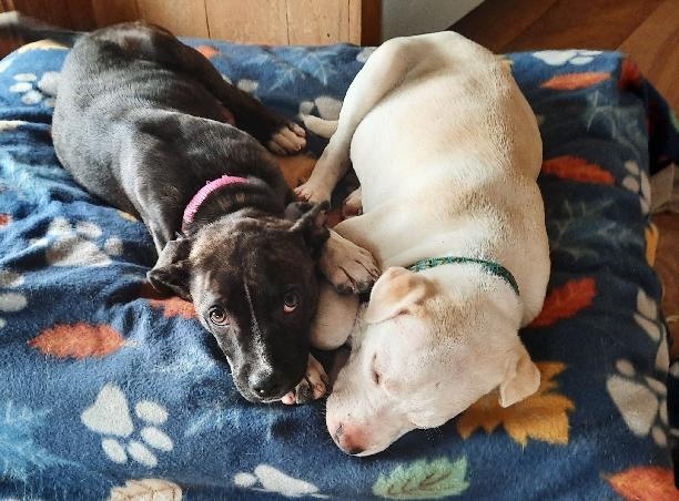 Enlarge Laurie, a Adoptable mixed breed in Lafayette, LA image 3/6