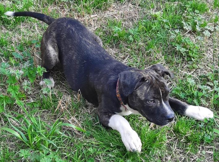 Enlarge Laurie, a Adoptable mixed breed in Lafayette, LA image 2/6
