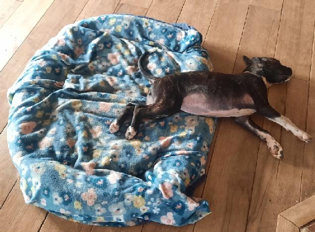 Enlarge Laurie, a Adoptable mixed breed in Lafayette, LA image 5/6