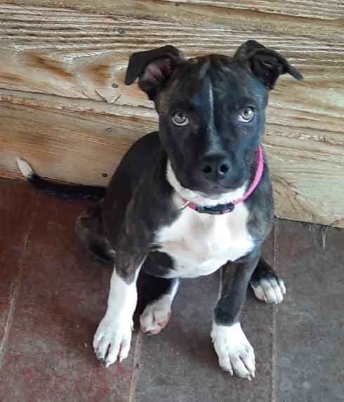 Enlarge Laurie, a Adoptable mixed breed in Lafayette, LA image 4/6