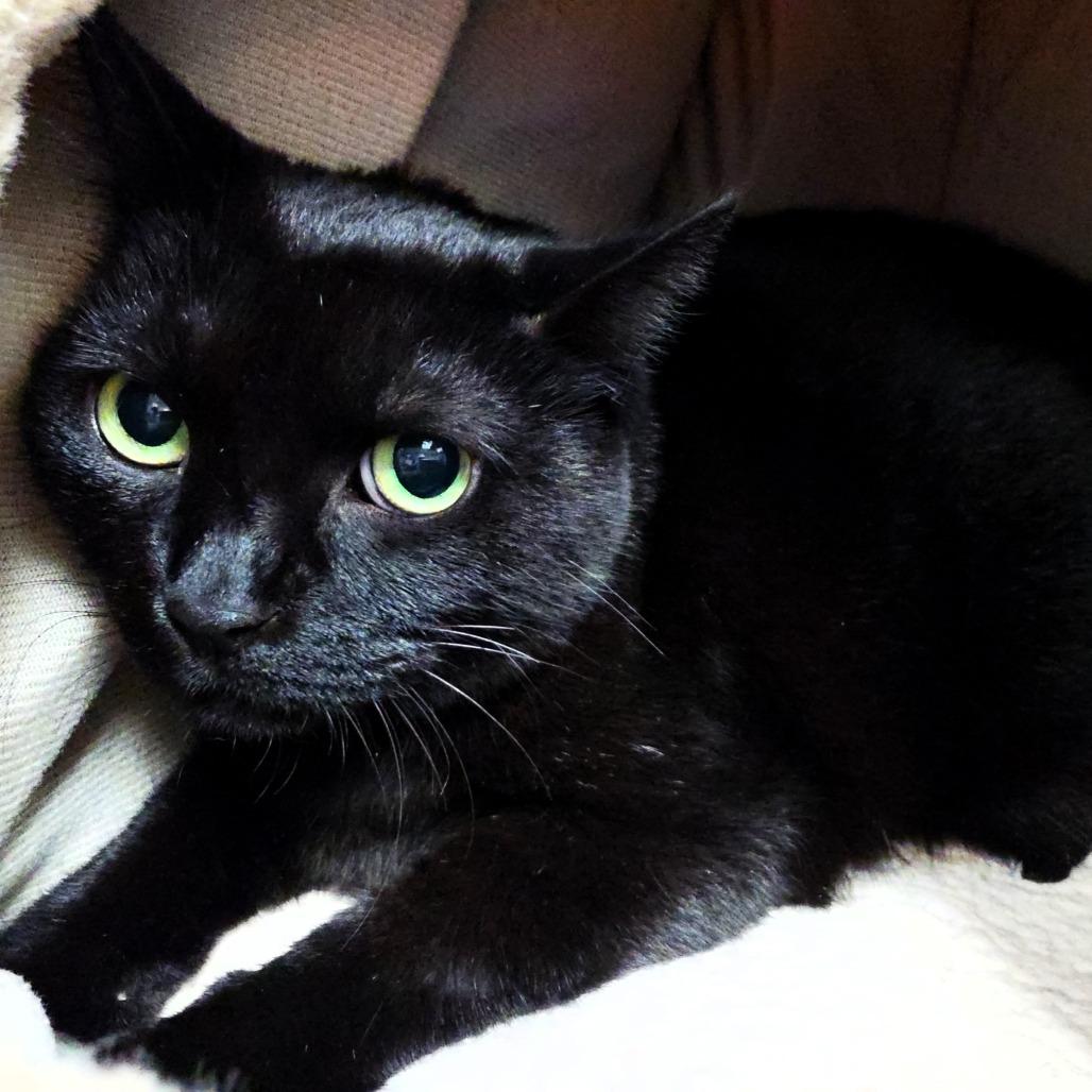 Enlarge Reggie (FKA Rezi), a Adoptable Domestic Short Hair in Michigan City, IN image 1/4
