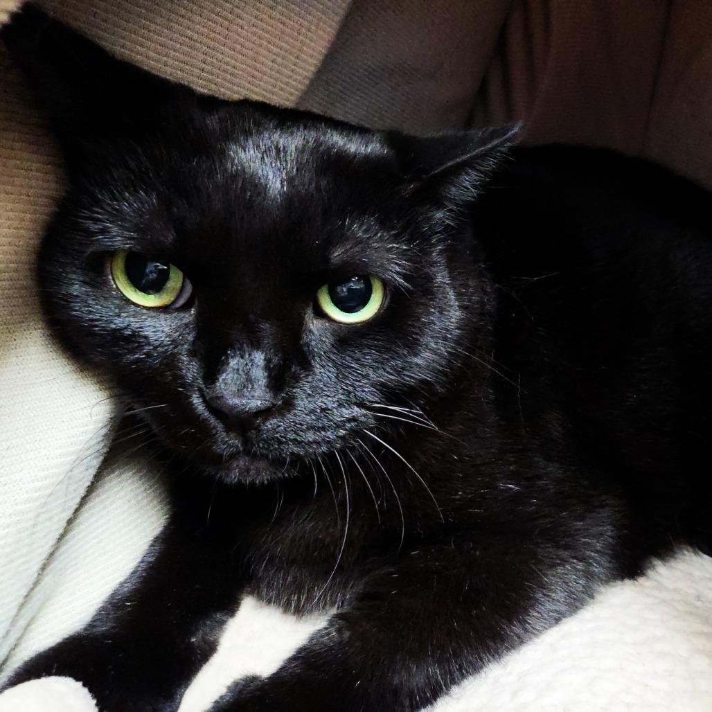 Enlarge Reggie (FKA Rezi), a Adoptable Domestic Short Hair in Michigan City, IN image 2/4