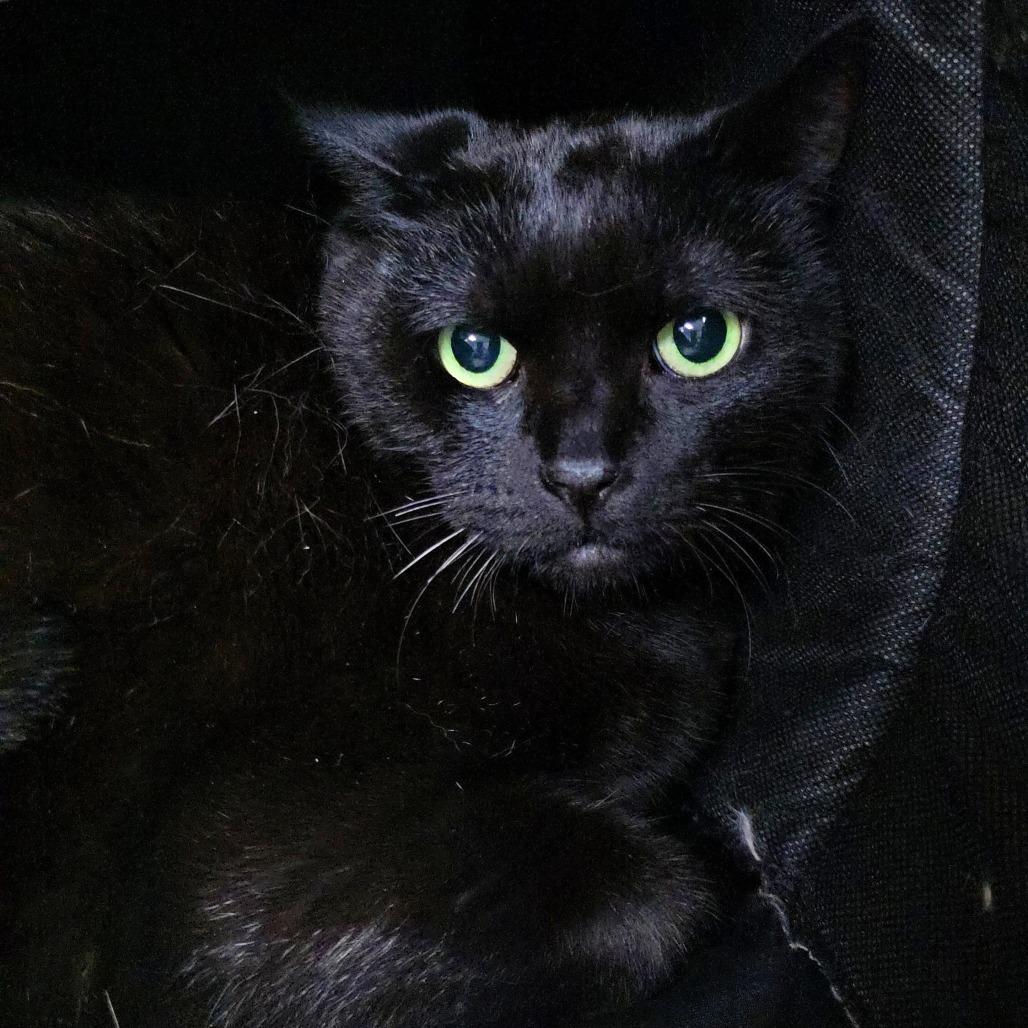 Enlarge Reggie (FKA Rezi), a Adoptable Domestic Short Hair in Michigan City, IN image 4/4