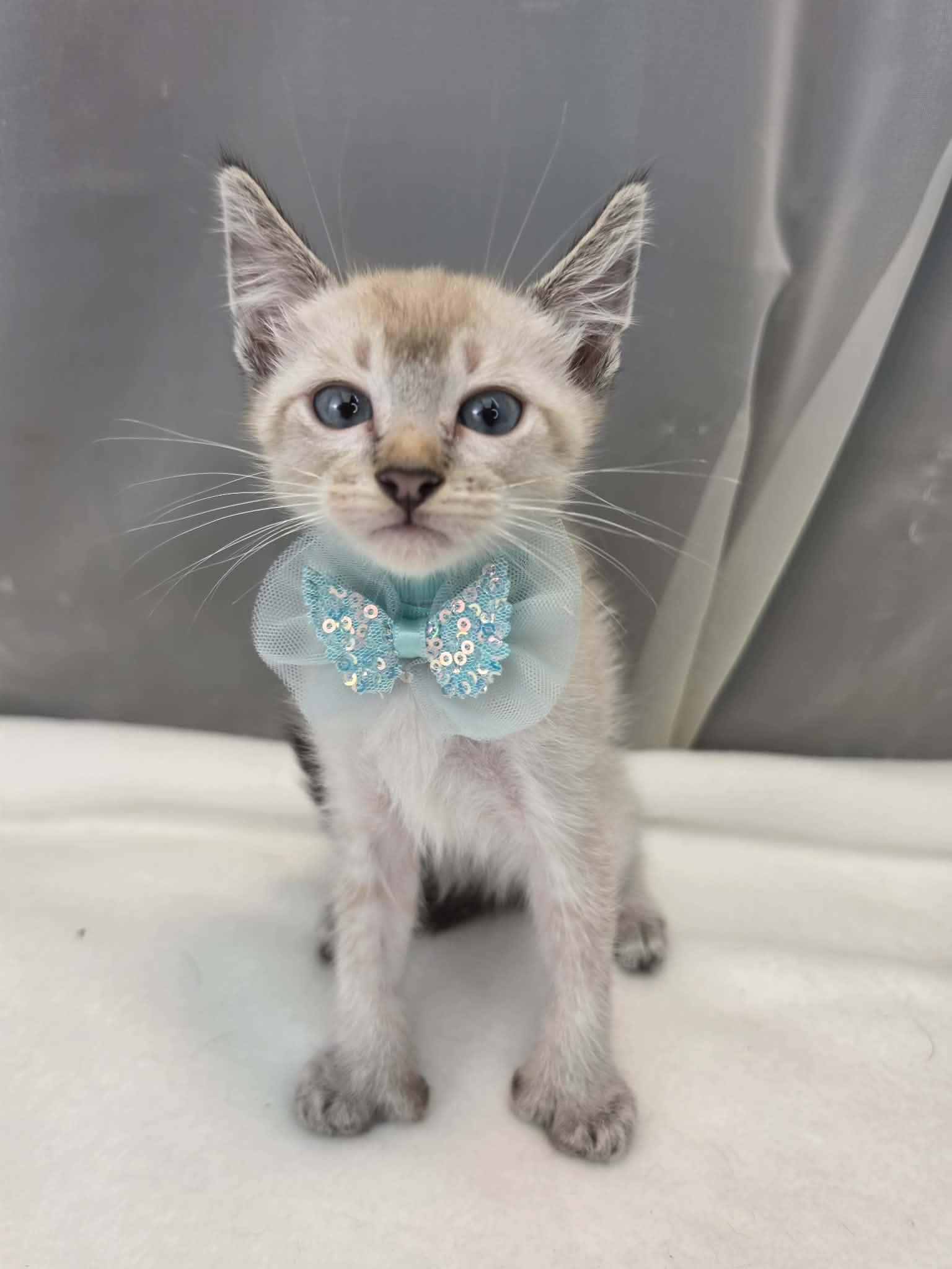 Prince, a Adoptable Siamese in Wanaque, NJ image 2/6