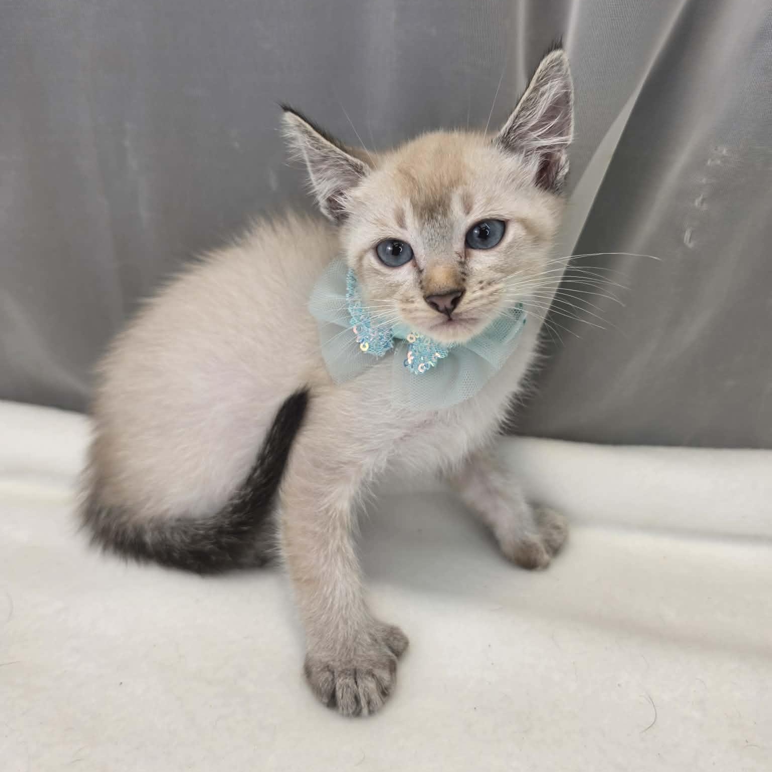 Prince, a Adoptable Siamese in Wanaque, NJ image 3/6