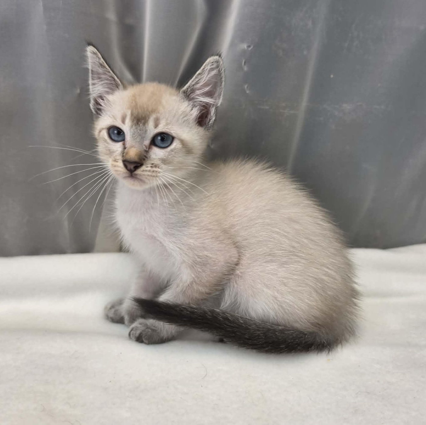 Prince, a Adoptable Siamese in Wanaque, NJ image 6/6