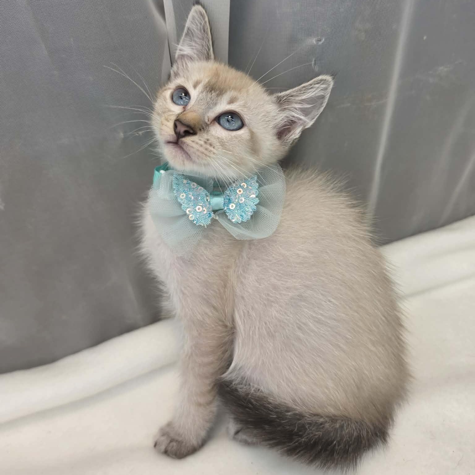 Prince, Adoptable, Kitten Male Siamese.