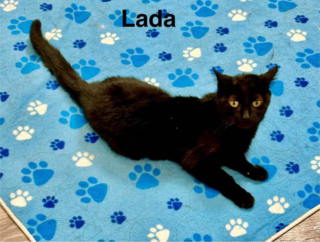 Lada, Adoptable, Adult Female Domestic Short Hair.