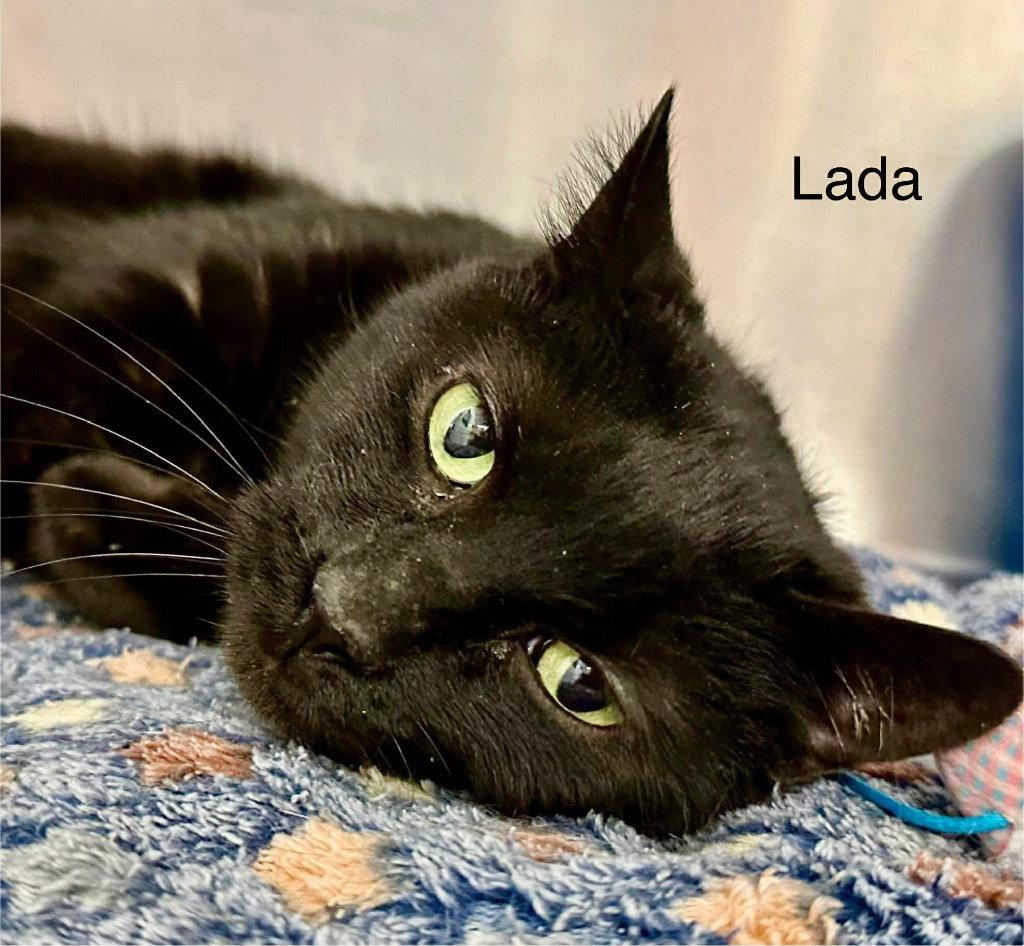 Enlarge Lada, a Adoptable Domestic Short Hair in Saint George, UT image 2/2