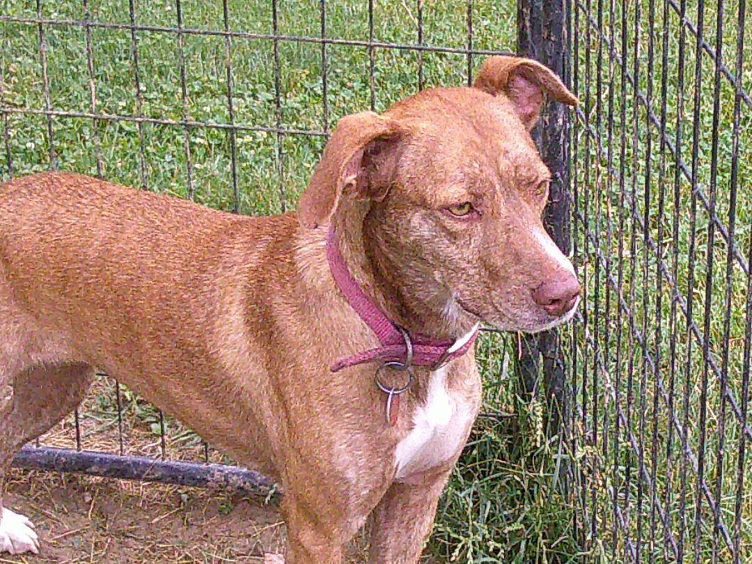 Dolly, a Adoptable mixed breed in Osgood, IN image 1/10