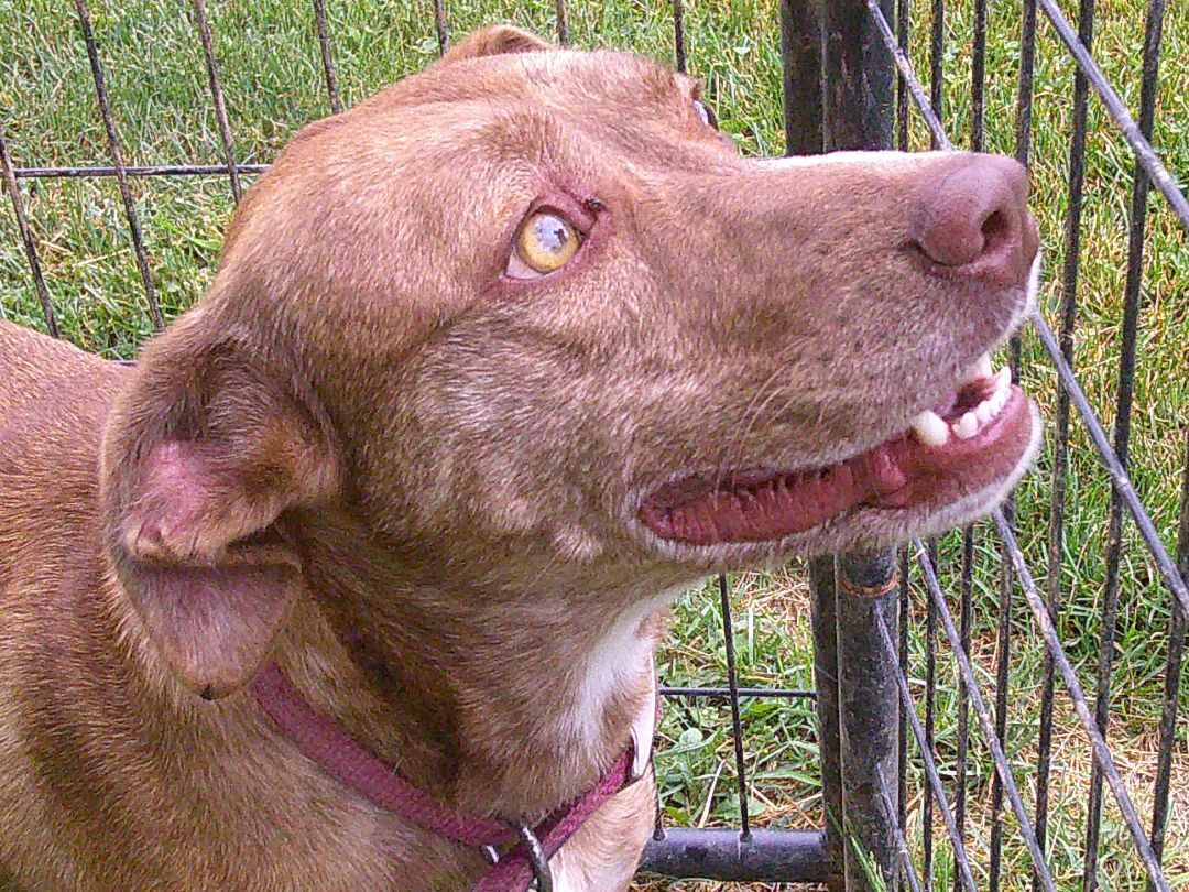 Dolly, a Adoptable mixed breed in Osgood, IN image 2/10