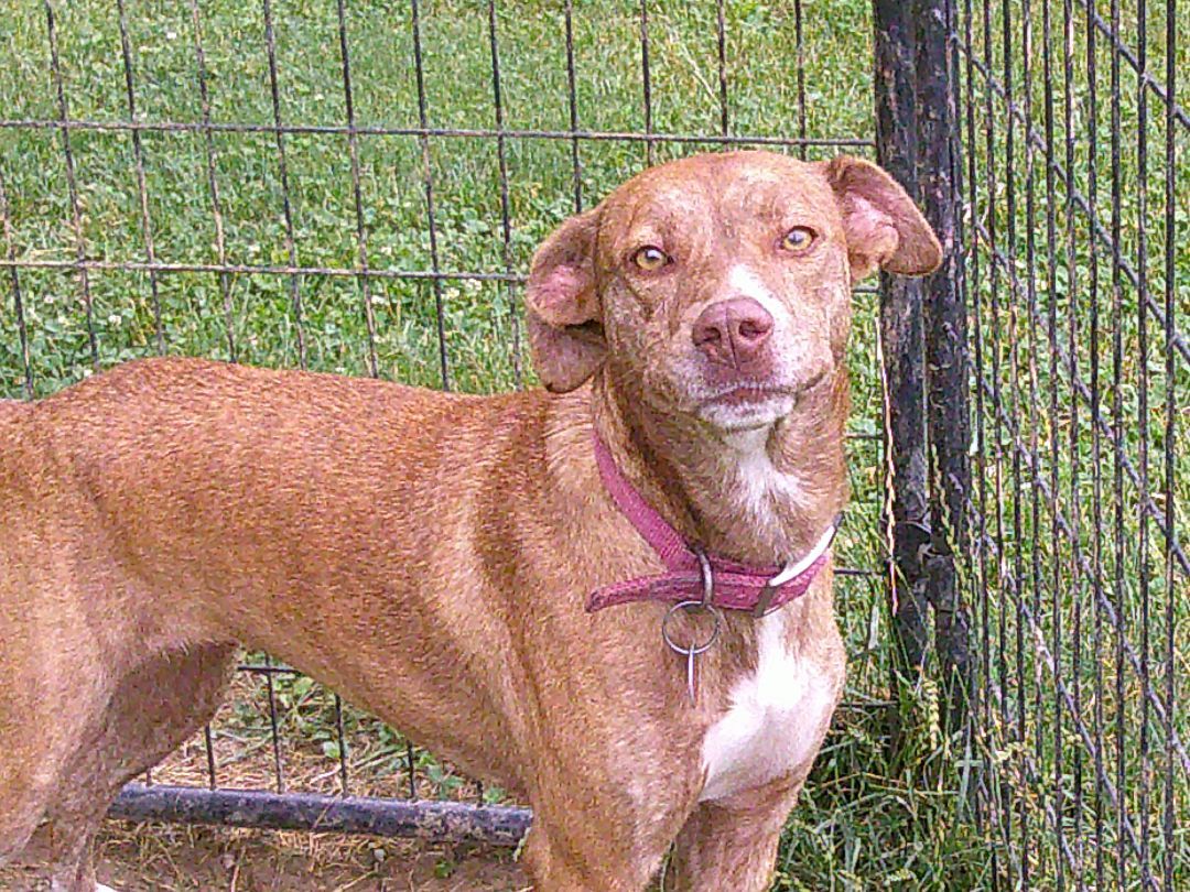 Dolly, a Adoptable mixed breed in Osgood, IN image 3/10