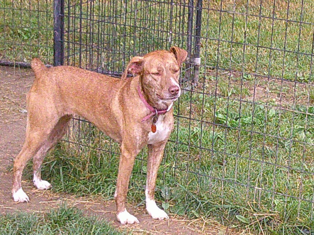 Dolly, a Adoptable mixed breed in Osgood, IN image 4/10