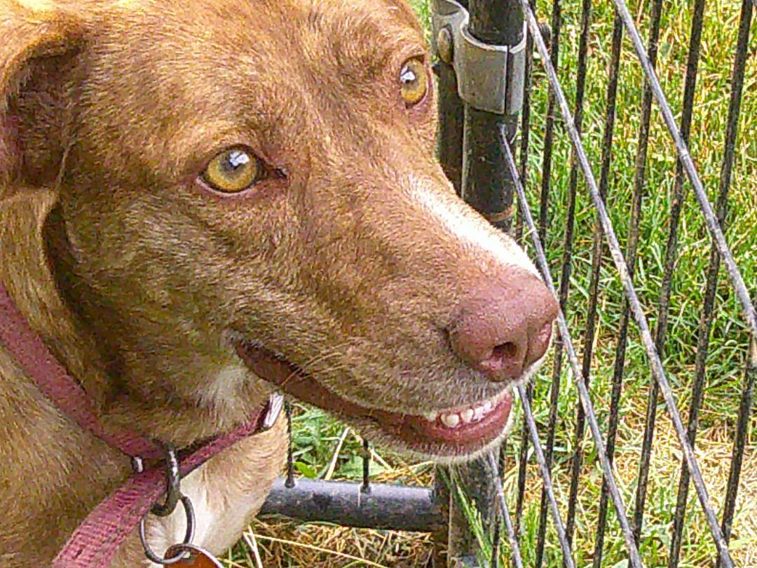 Dolly, a Adoptable mixed breed in Osgood, IN image 5/10